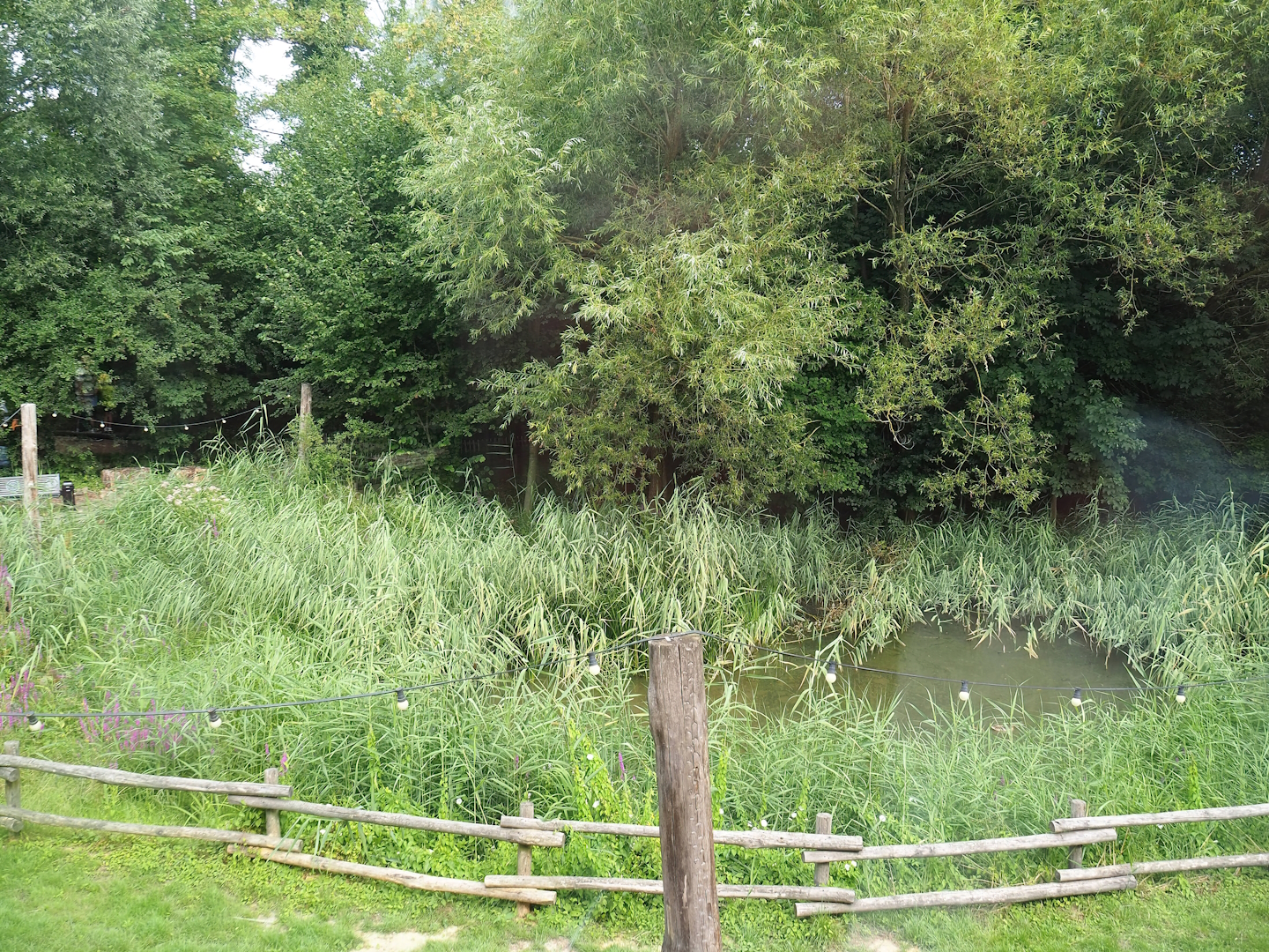 Native wildlife pond and reed bed, 2023-07-18