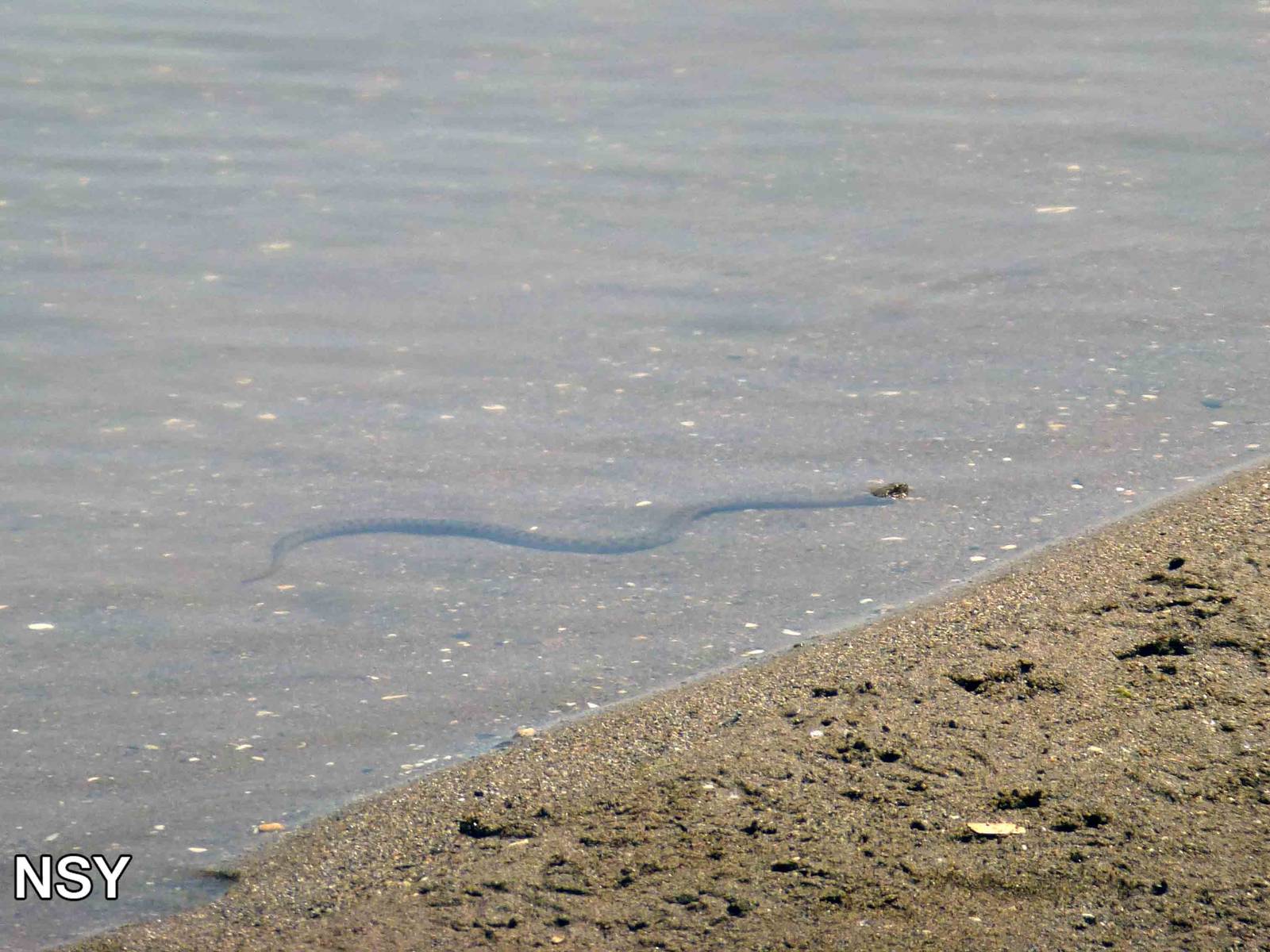 Natrix maura, July 2013.