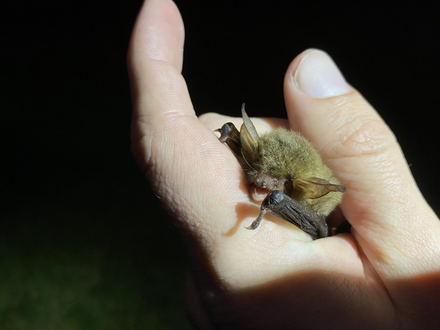 Natterer’ Bat (Myotis nattereri)