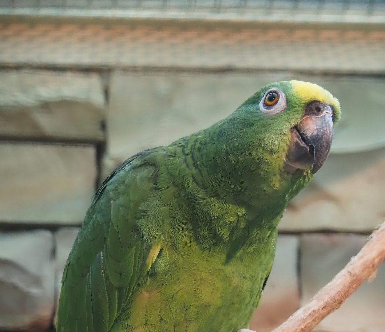 Natterer's amazon (Amazona ochrocephala nattereri), 2024-05-22