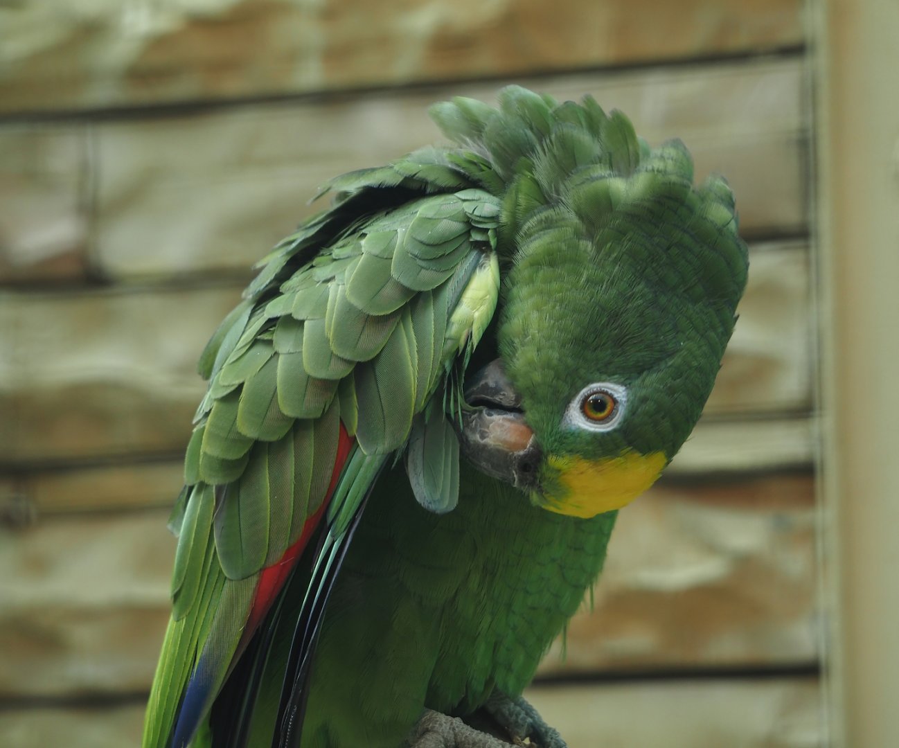 Natterer's amazon (Amazona ochrocephala nattereri), 2024-05-23