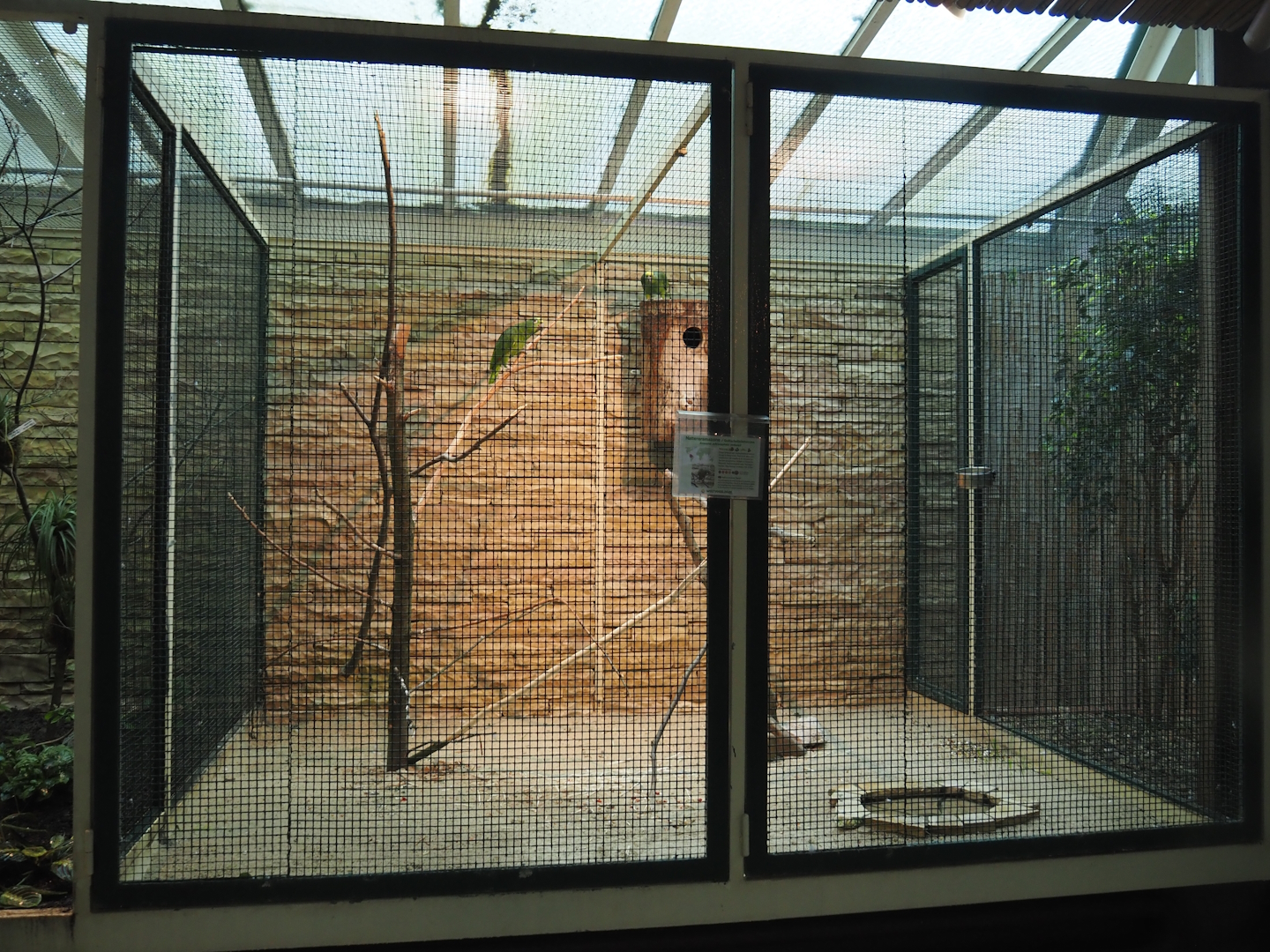 Natterer's amazon aviary, 2024-05-22