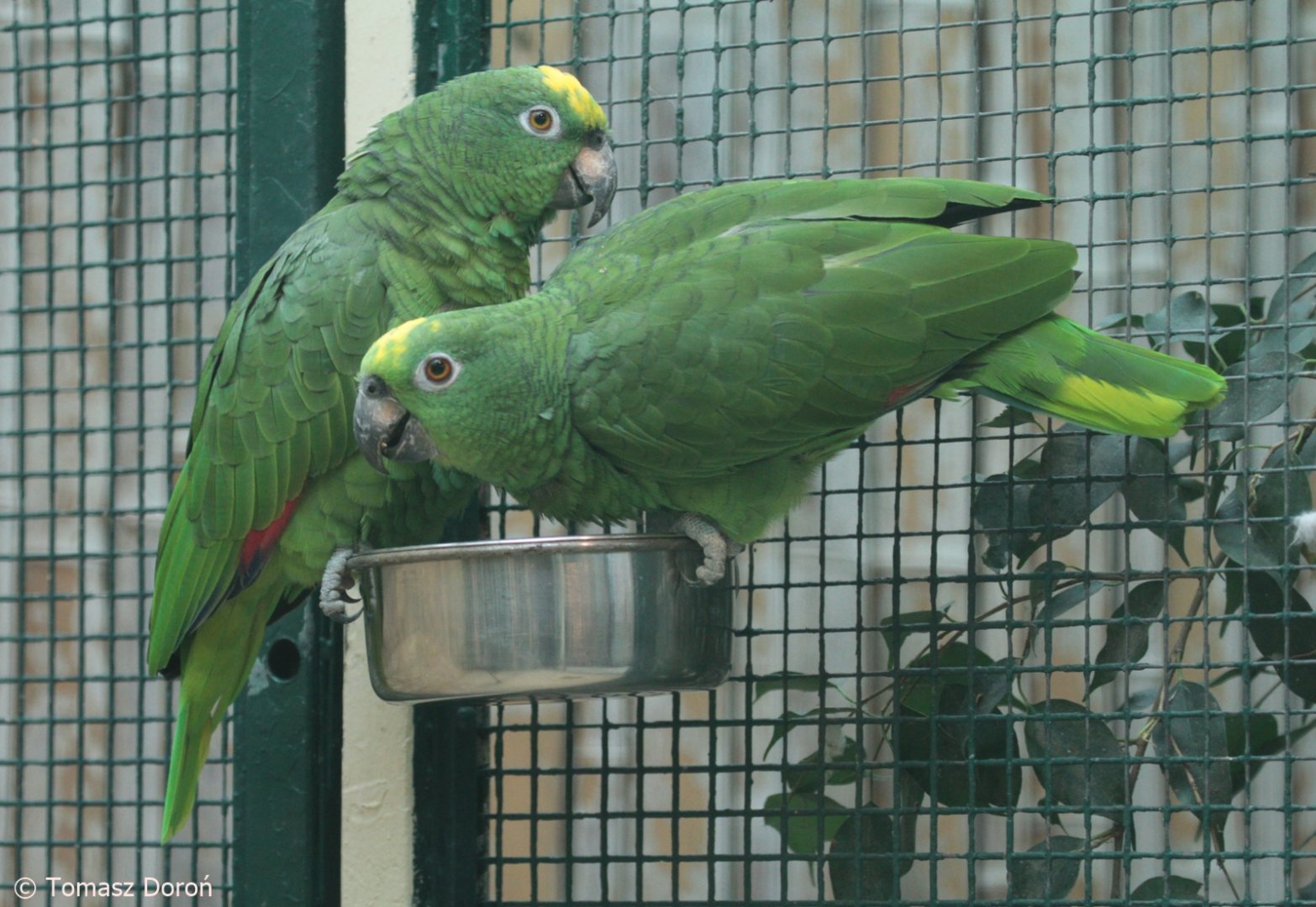 Natterer's Amazons (Amazona ochrocephala nattereri), September 2021