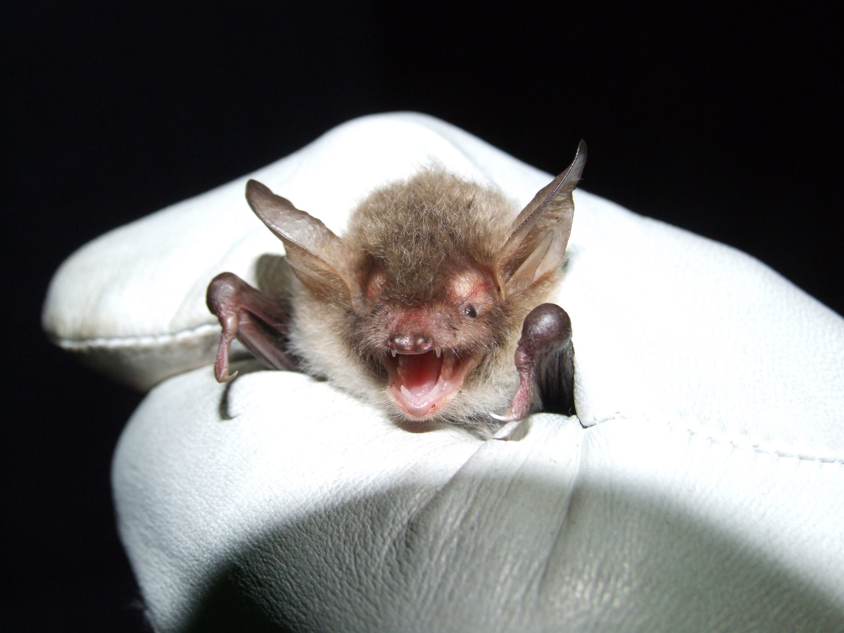 Natterer's Bat, Derbyshire