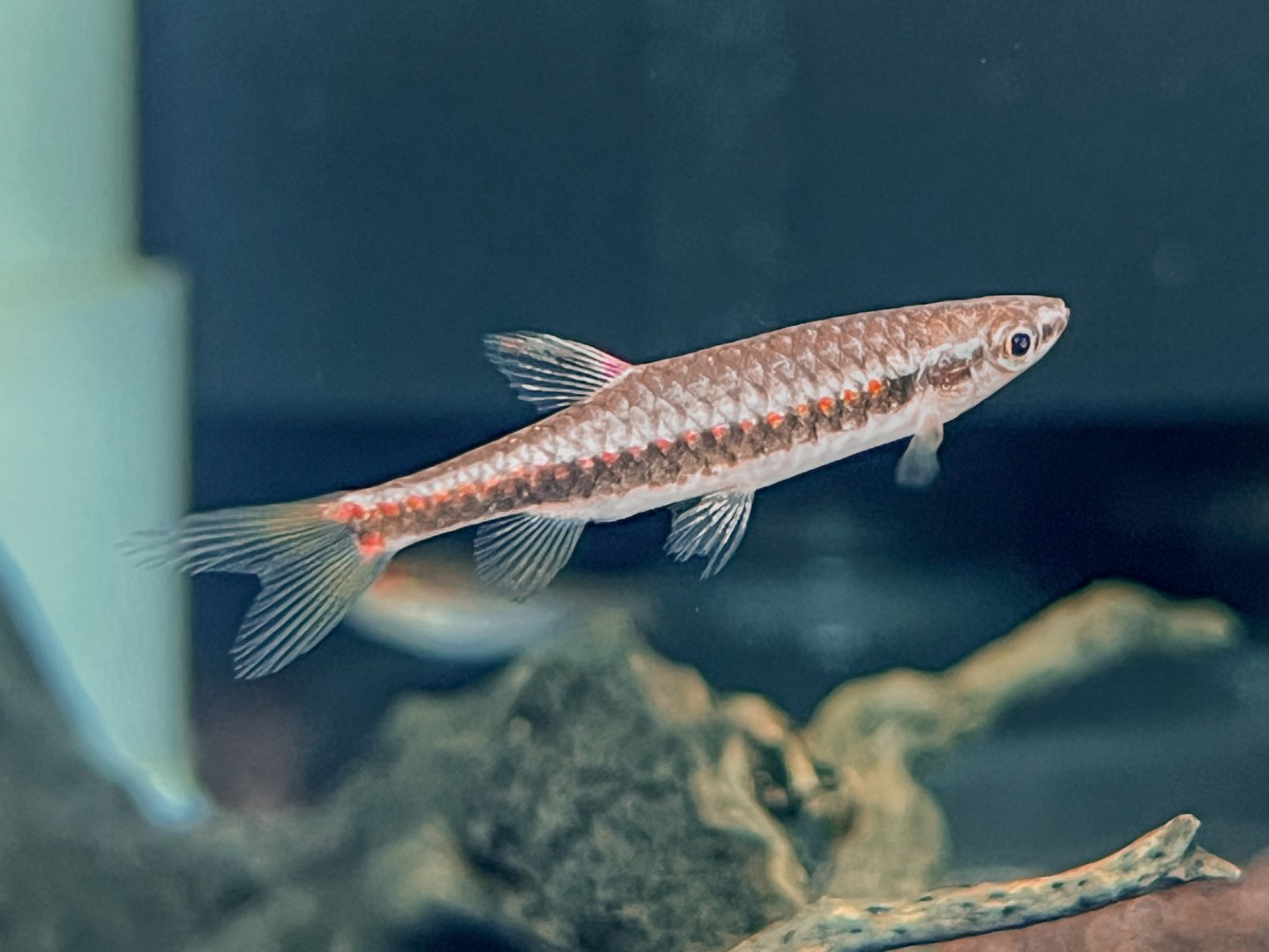 Natterer's Splash Tetra (Copella nattereri)