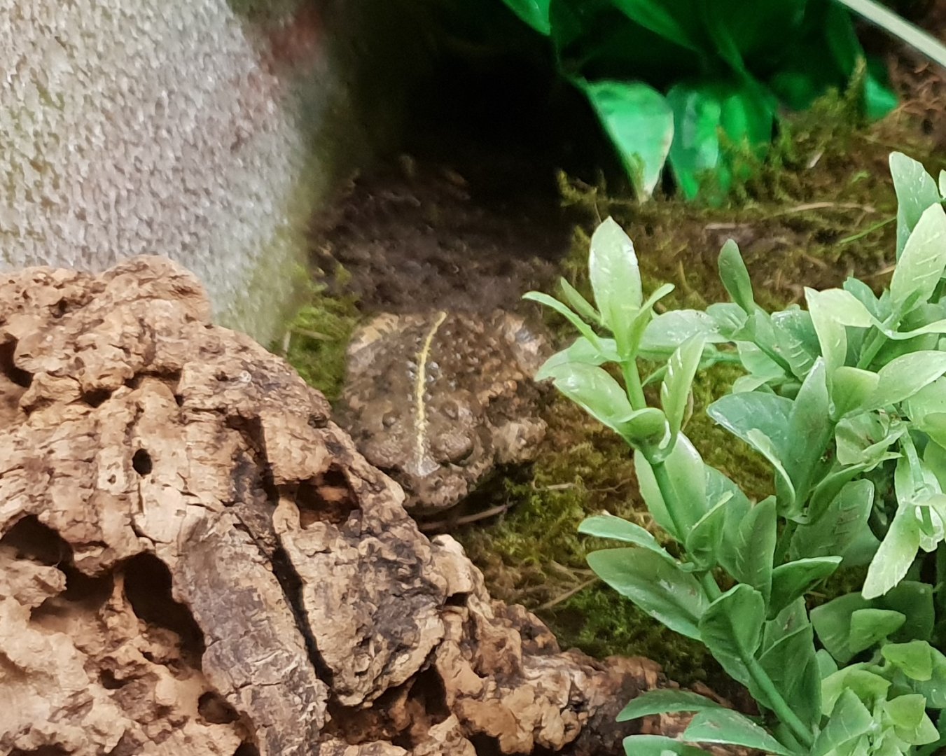 Natterjack toad - Epidaiea calamita