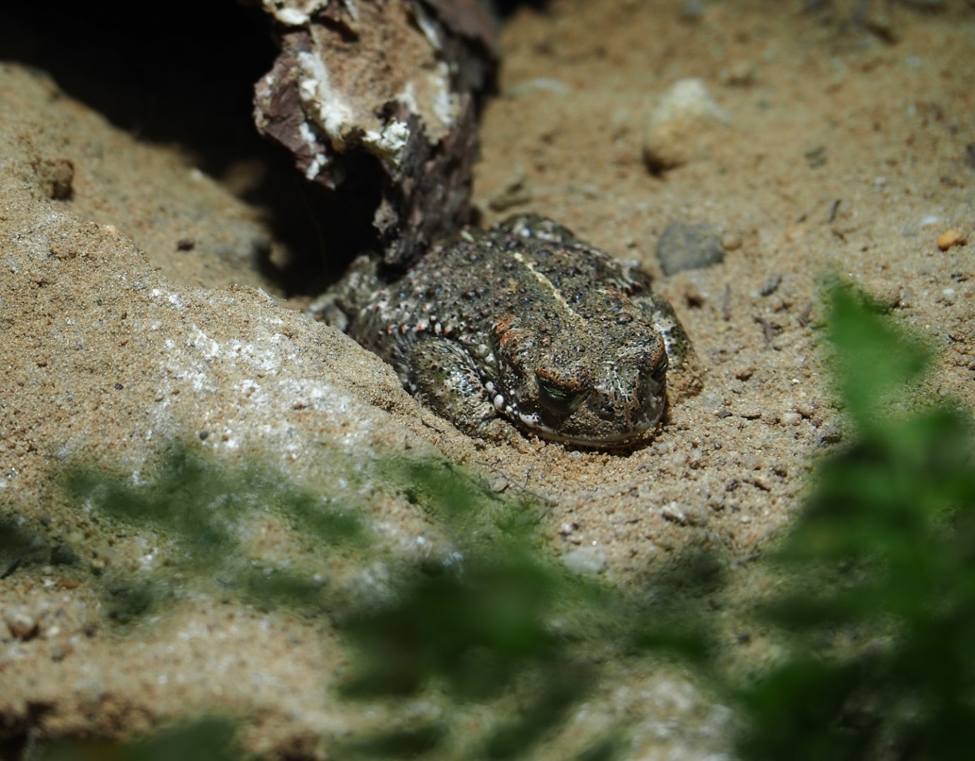 Natterjack toad (Epidalea calamita)