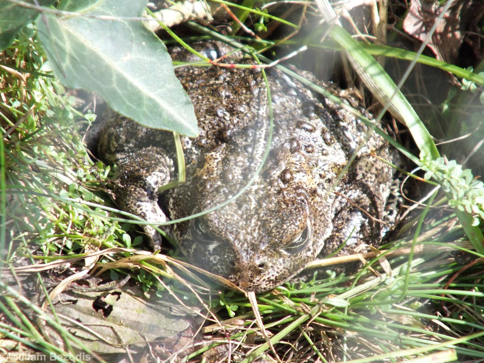 Natterjack Toad