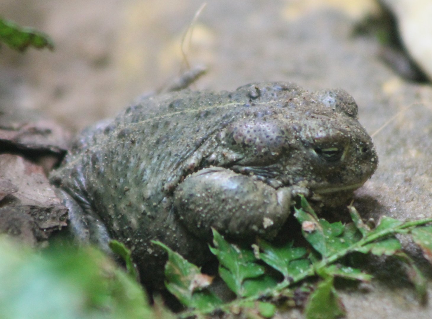 Natterjack toad