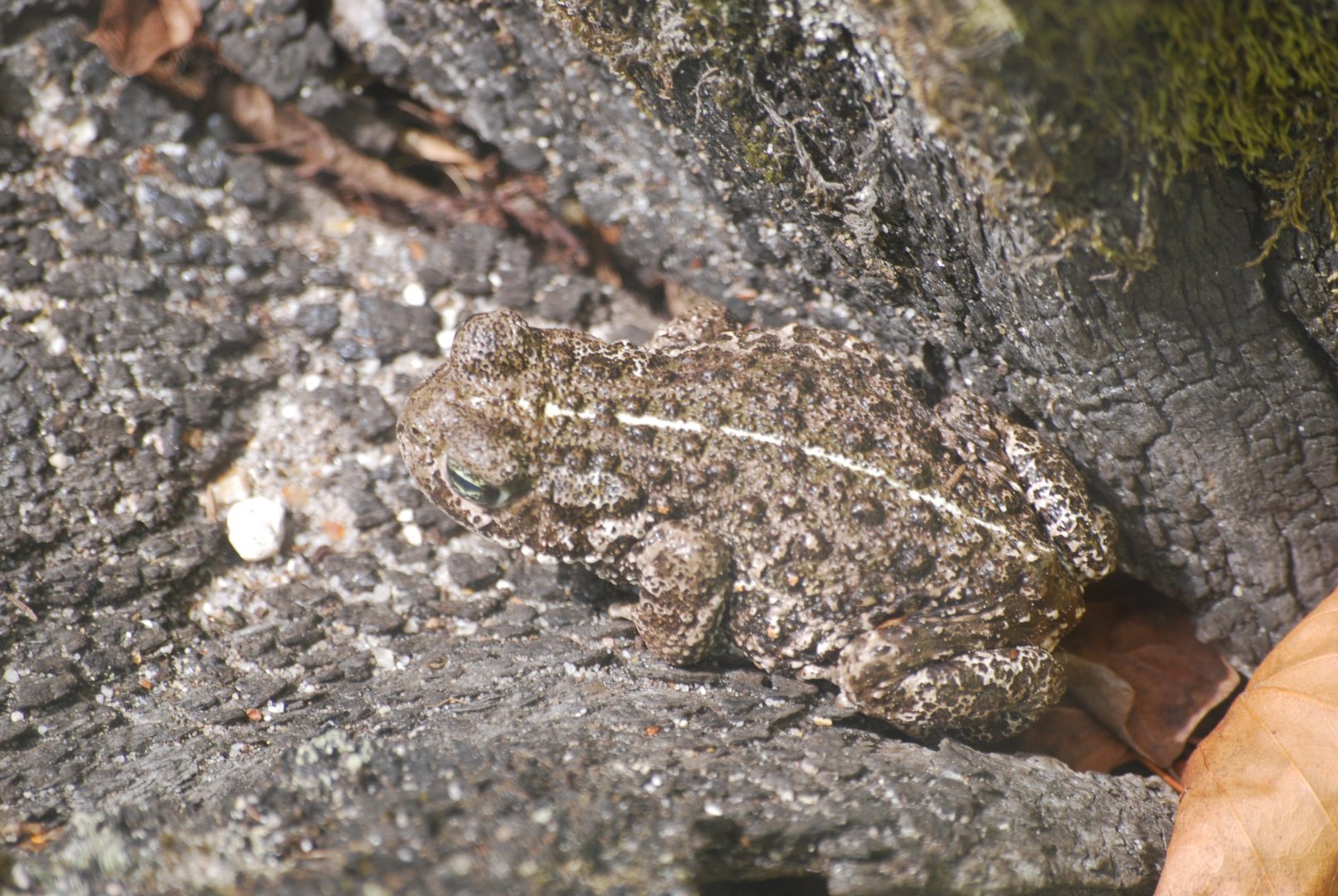 Natterjack toad