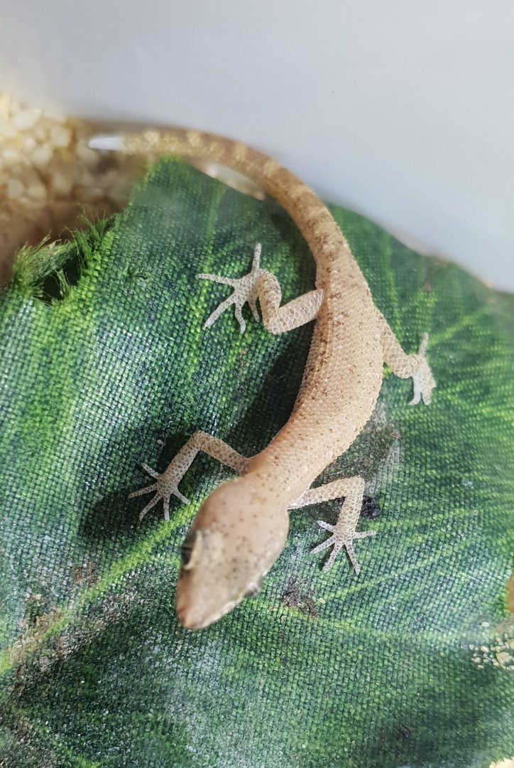 Natter's pygmy gecko - Tropiocolotes nattereri