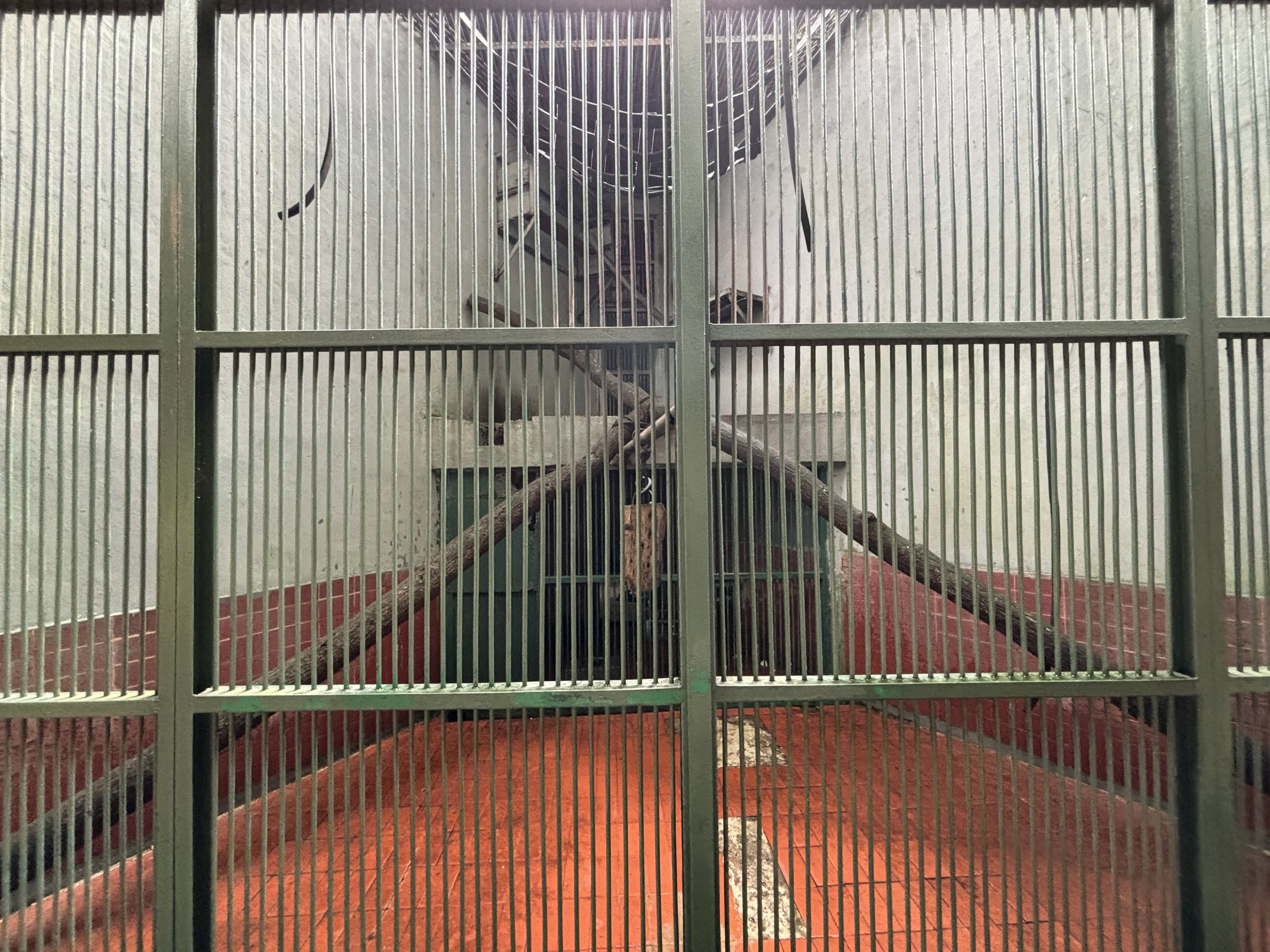 Natuna Island Surili Exhibit