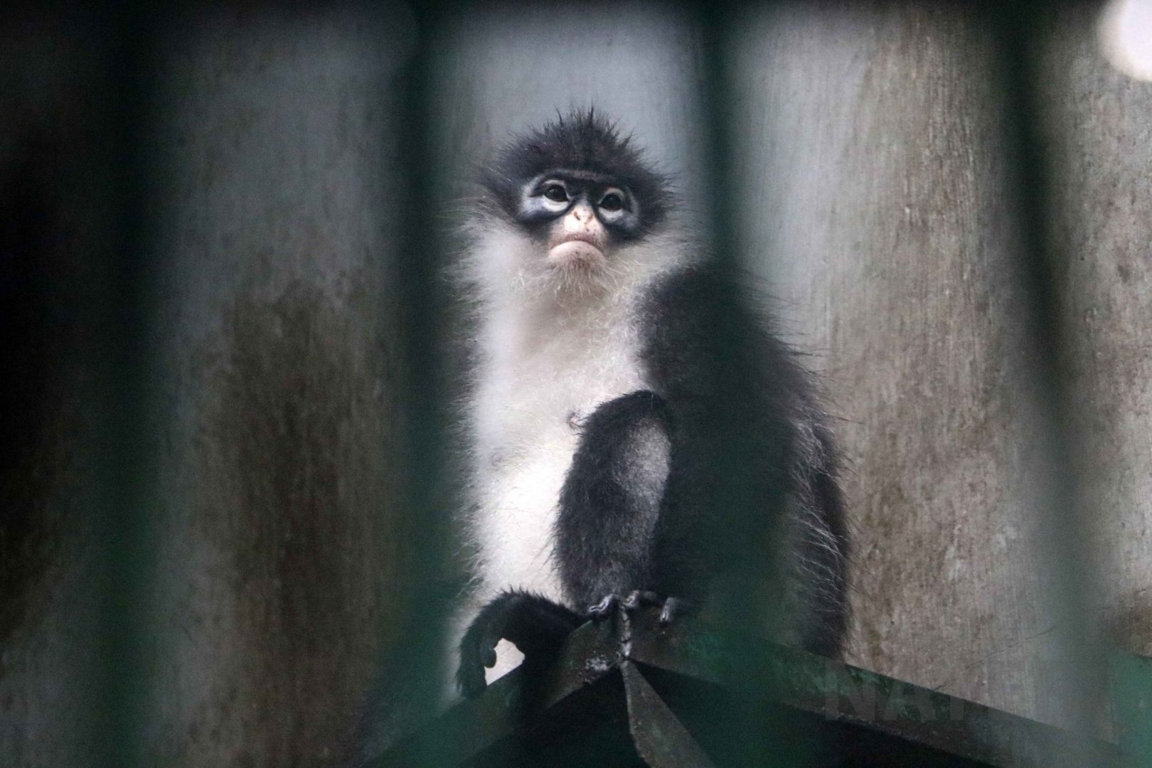 Natuna island surili, June 2016