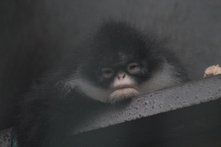 Natuna Island surili (Presbytis natunae)