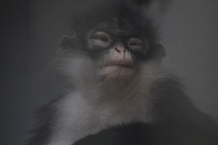 Natuna Island surili (Presbytis natunae)