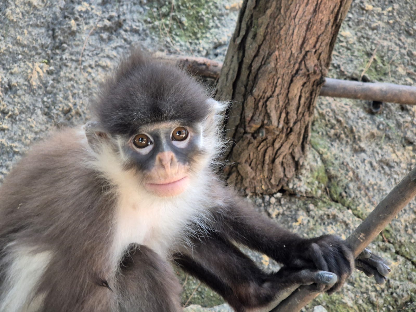 Natuna Island Surili