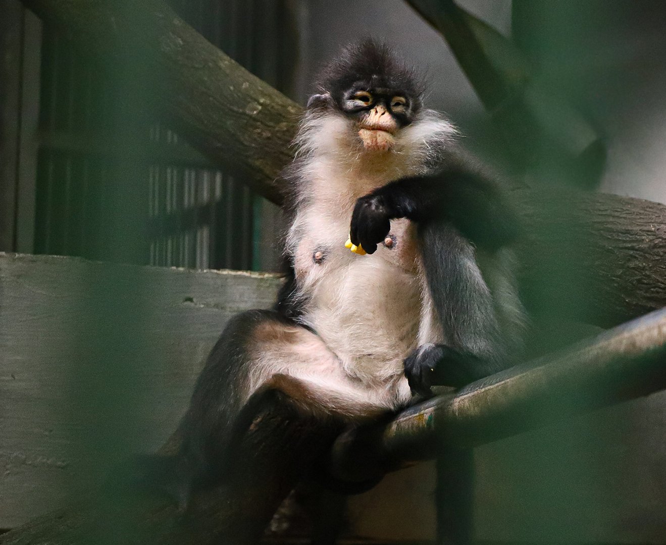 Natuna Island surili