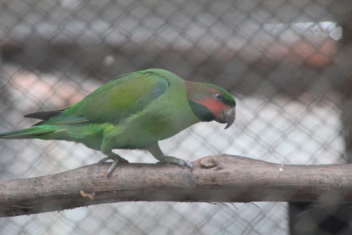 Natuna long-tailed parakeet (Psittacula longicauda defontainei)