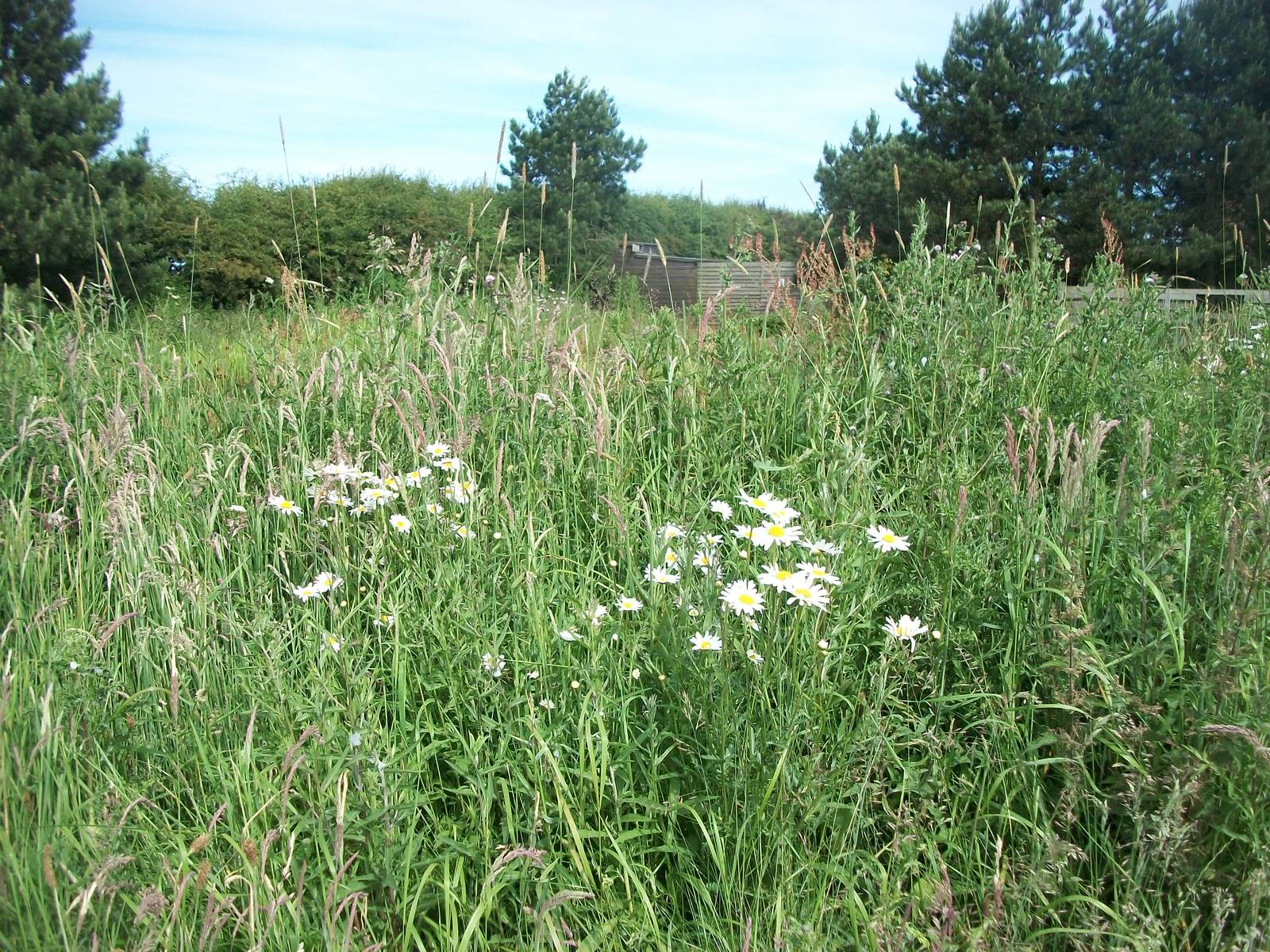 Natural area near pond, 19th June 2014