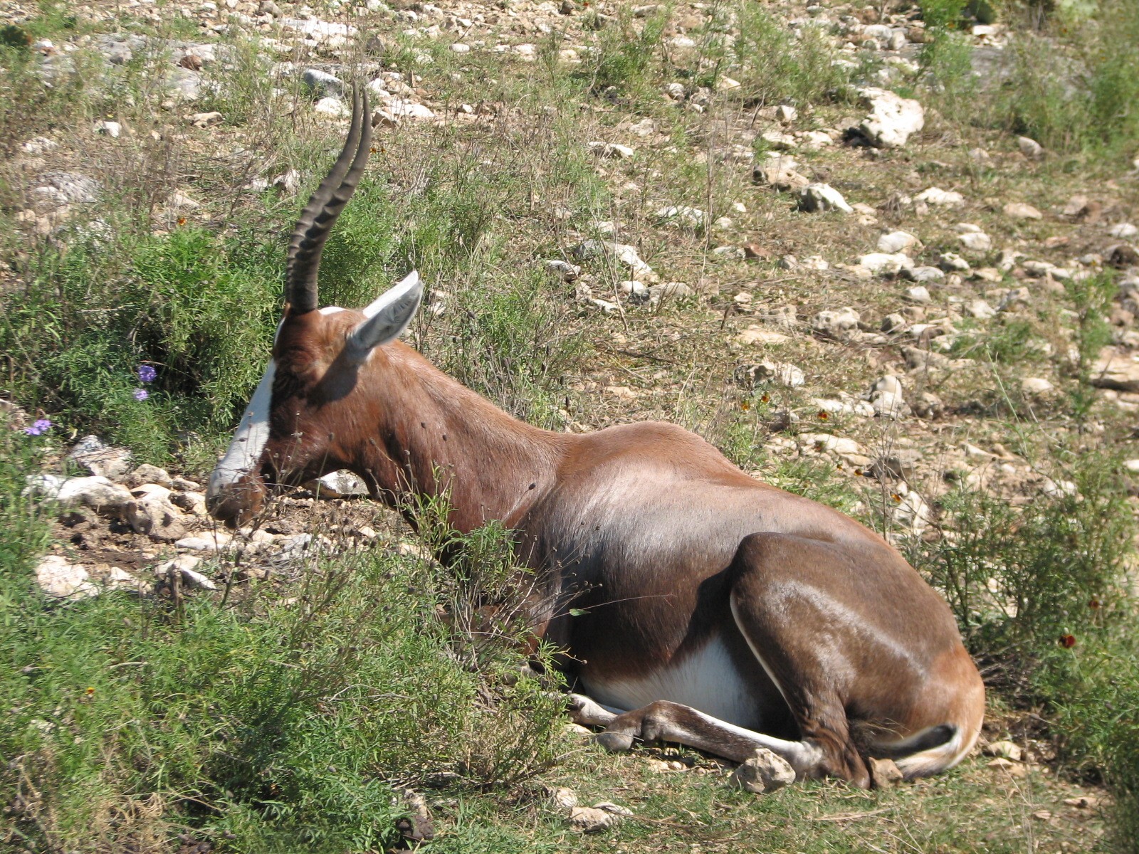Natural Bridge Wildlife Ranch - Kenyan Preserve - Blesbok