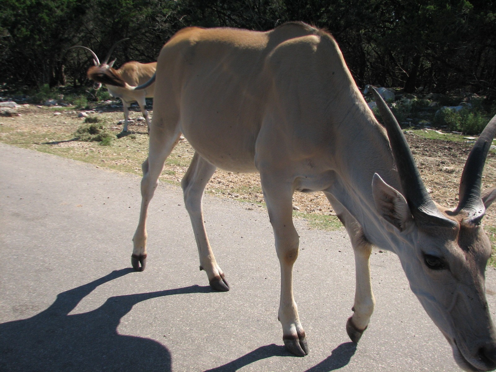 Natural Bridge Wildlife Ranch - Kenyan Preserve - Eland
