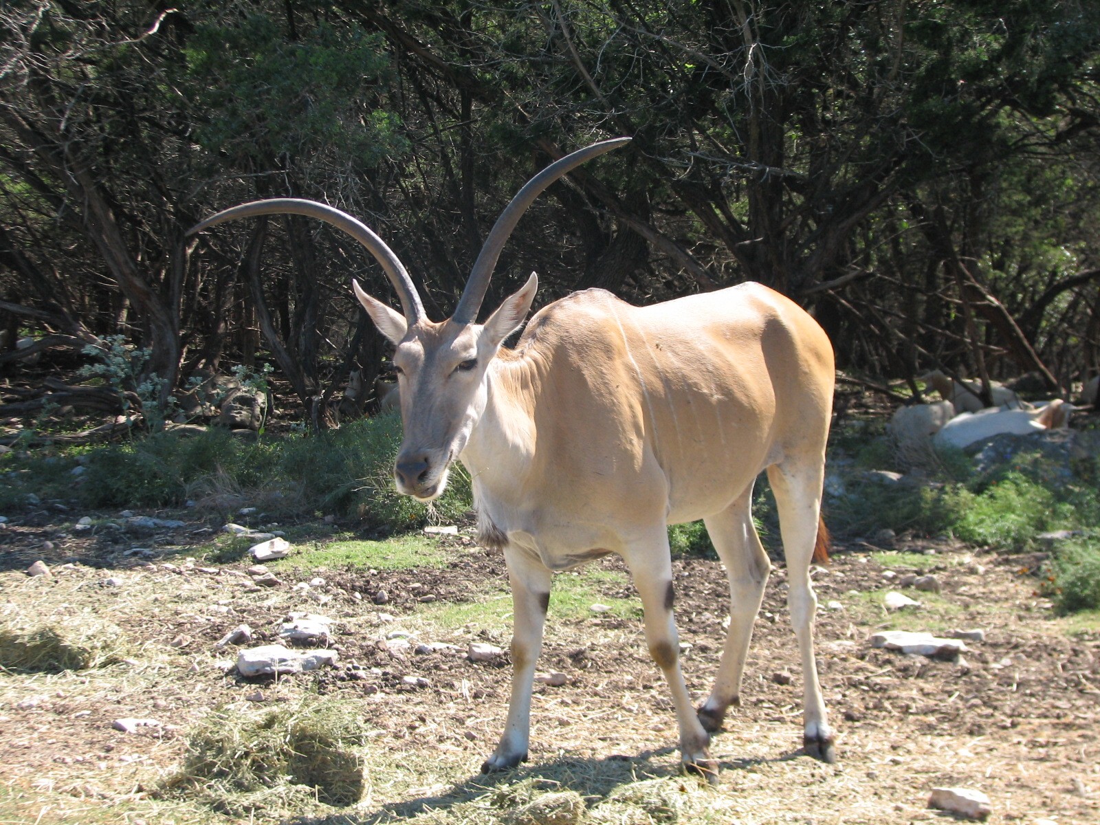 Natural Bridge Wildlife Ranch - Kenyan Preserve - Eland
