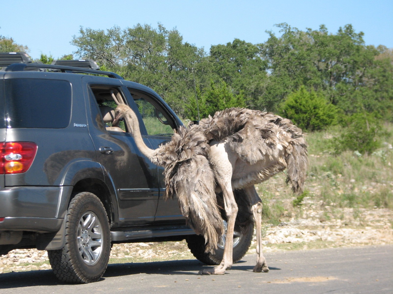 Natural Bridge Wildlife Ranch - Kenyan Preserve - Ostrich