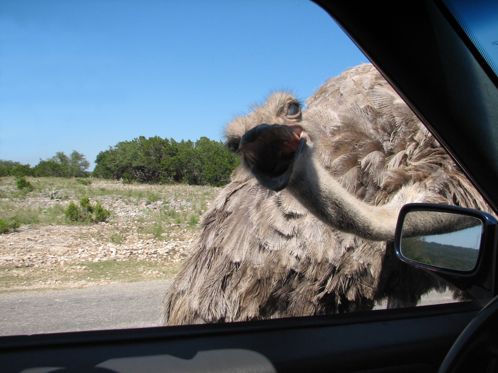 Natural Bridge Wildlife Ranch - Kenyan Preserve - Ostrich