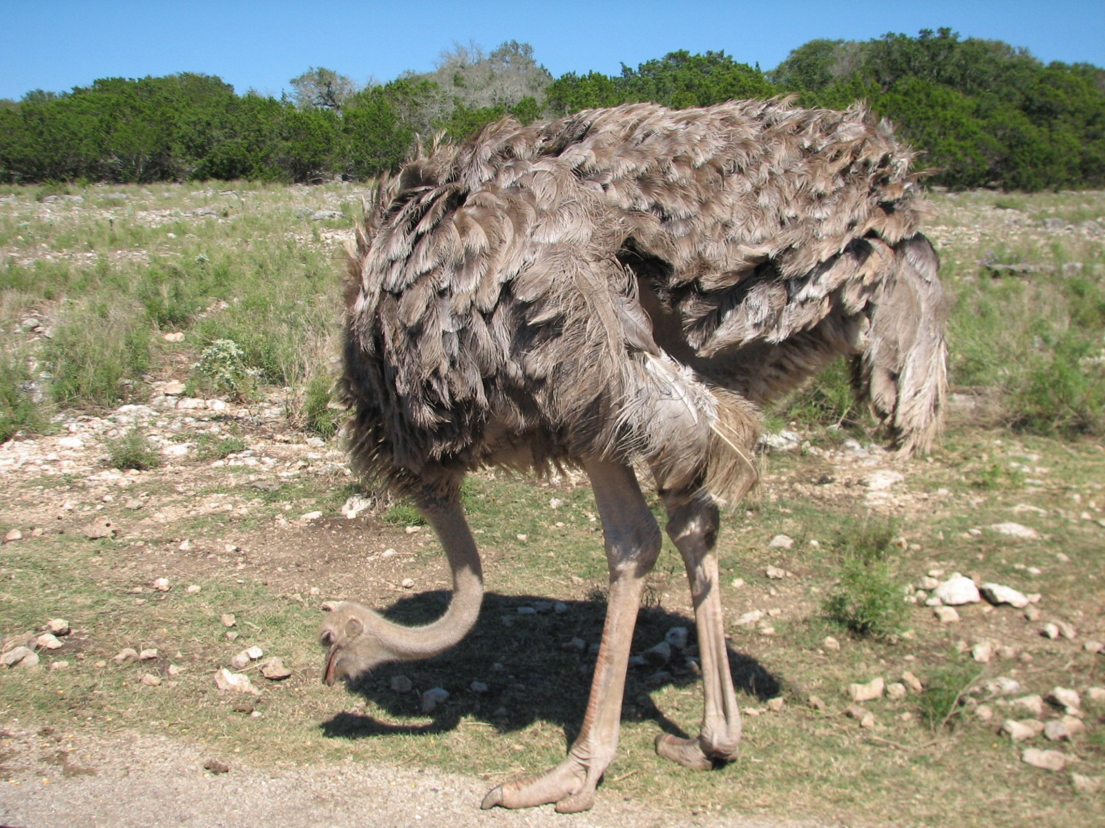 Natural Bridge Wildlife Ranch - Kenyan Preserve - Ostrich