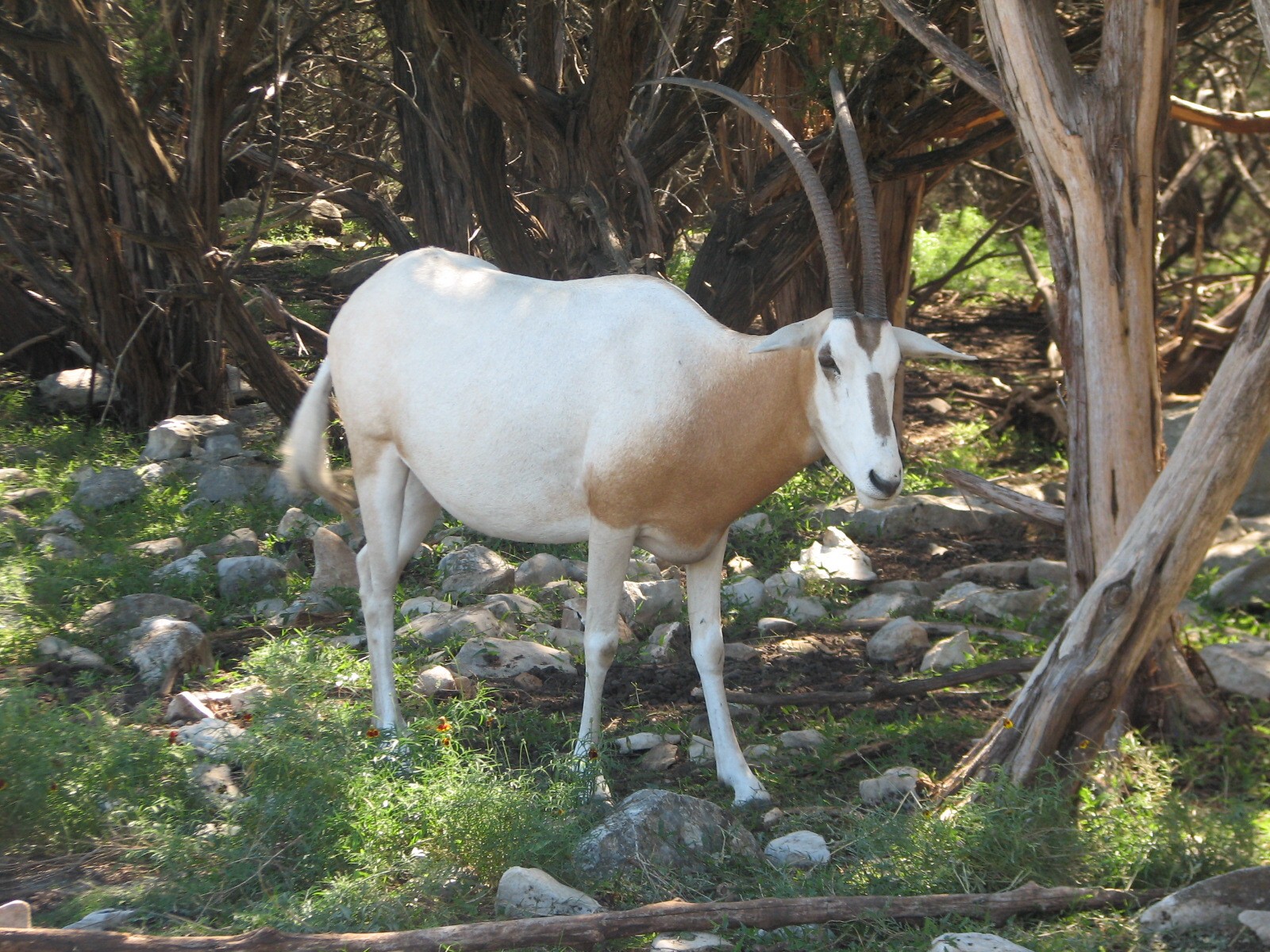 Natural Bridge Wildlife Ranch - Kenyan Preserve - Scimitar-horned Oryx