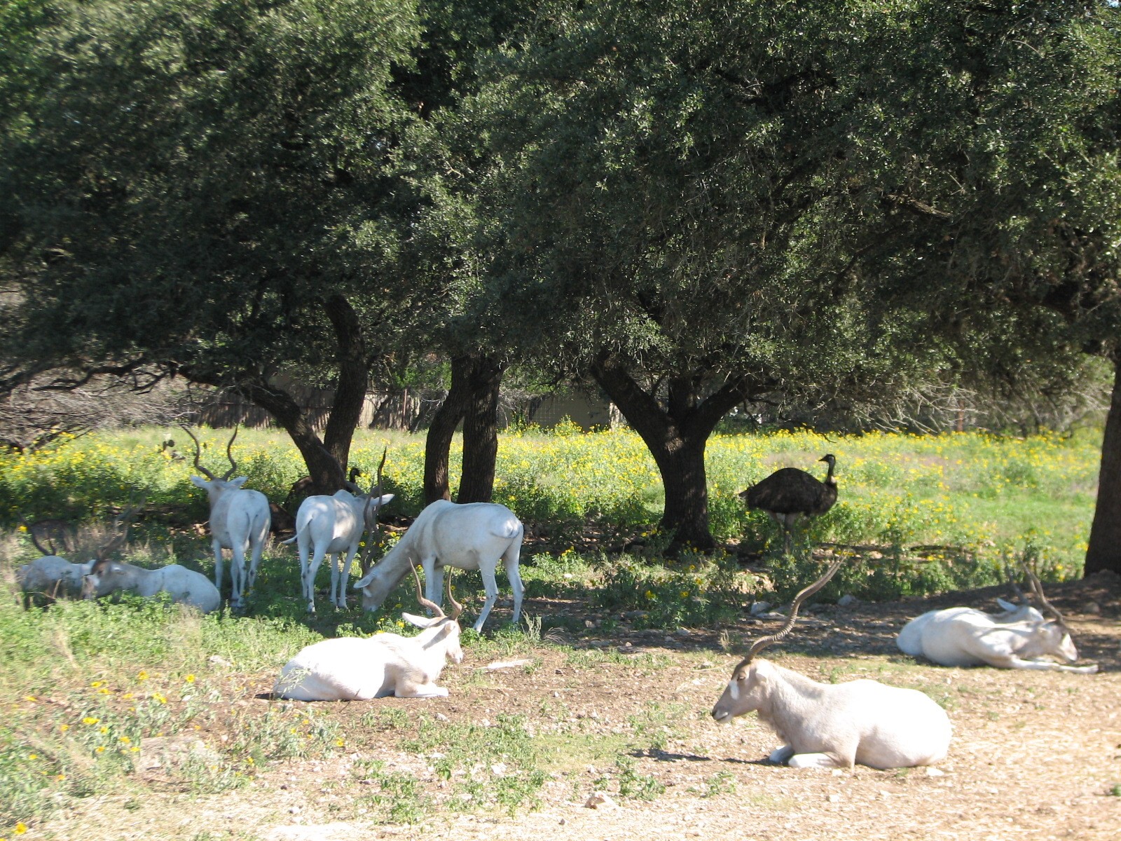 Natural Bridge Wildlife Ranch - Massai Savannah - Addax and Rhea