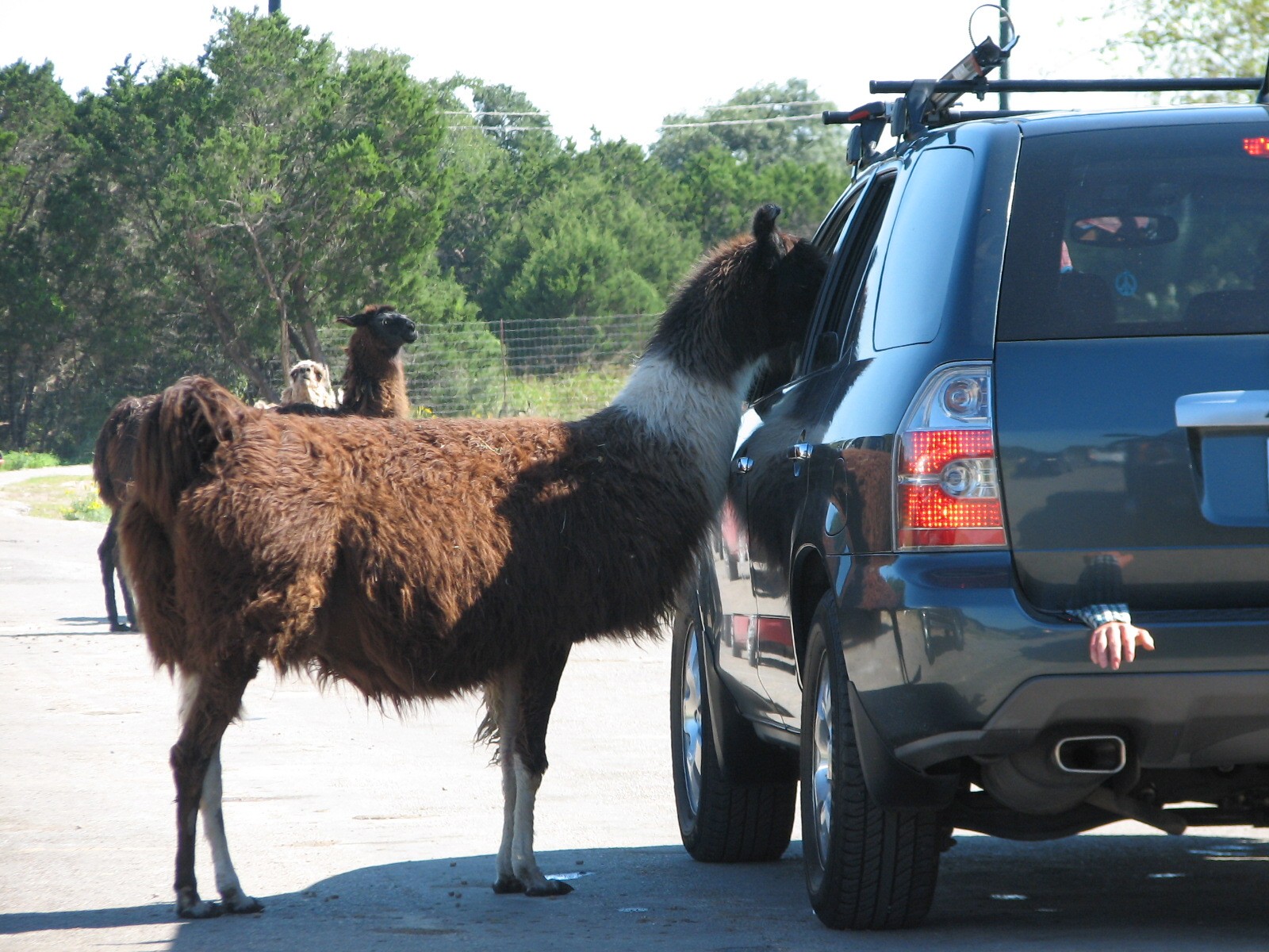 Natural Bridge Wildlife Ranch - Massai Savannah - Llama