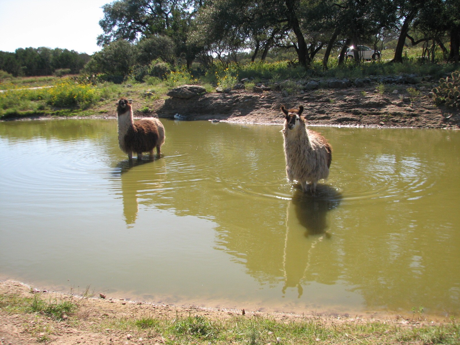 Natural Bridge Wildlife Ranch - Massai Savannah - Llama