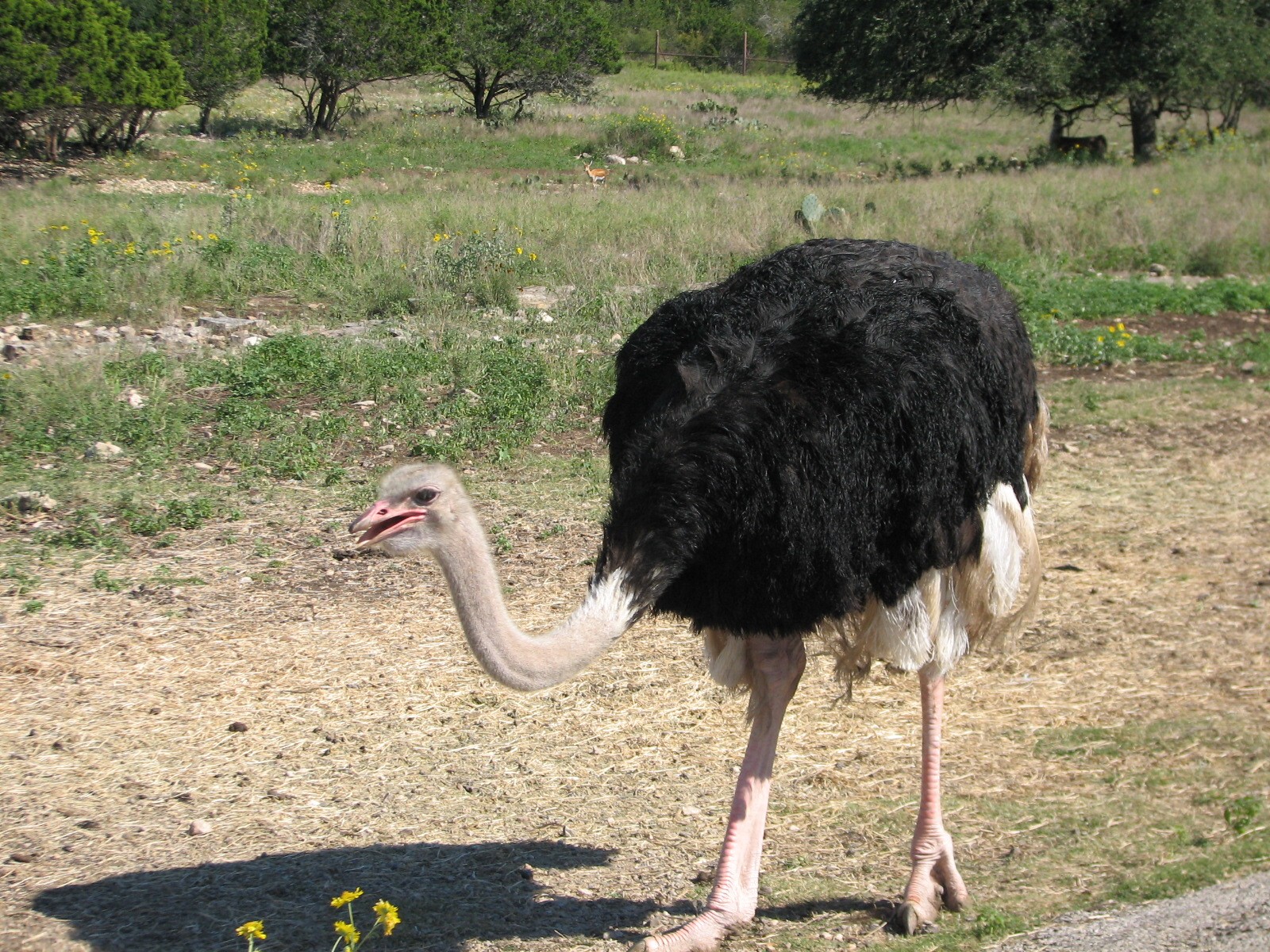 Natural Bridge Wildlife Ranch - Massai Savannah - Ostrich