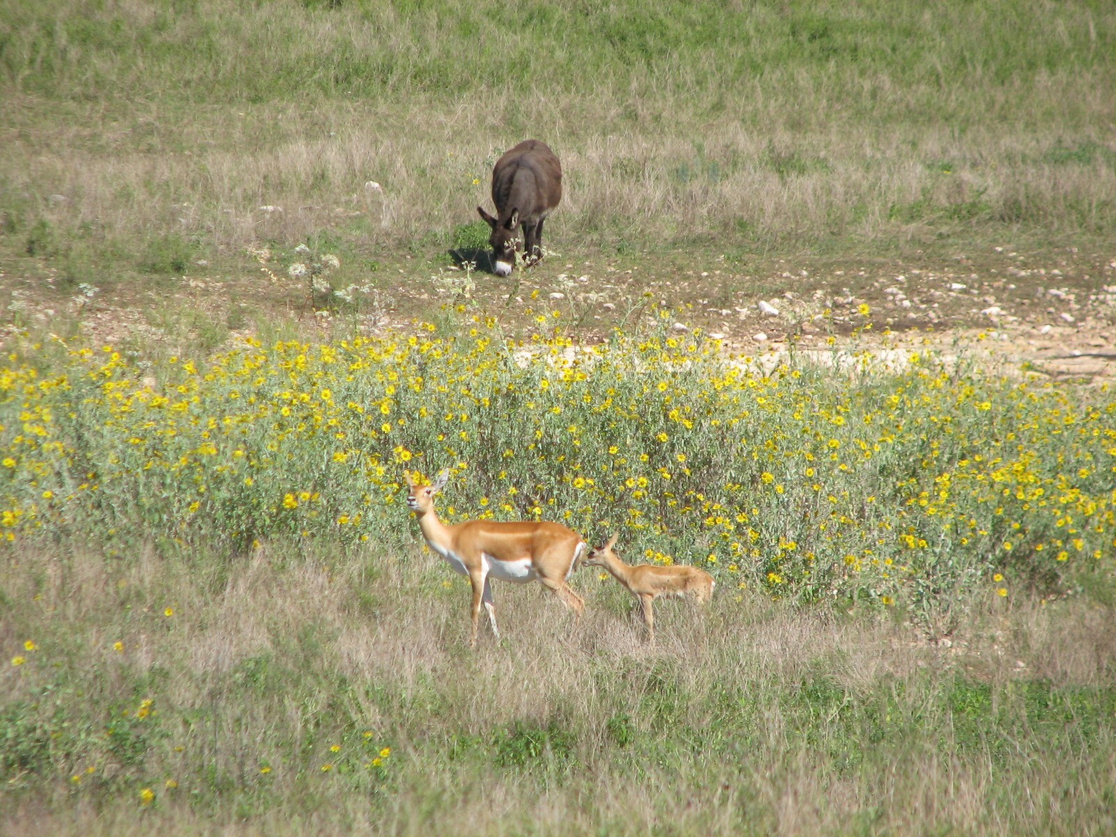 Natural Bridge Wildlife Ranch - Massai Savannah - Sicilian Donkey and Black