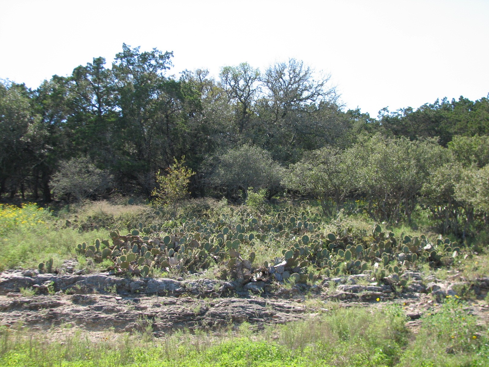 Natural Bridge Wildlife Ranch - Massai Savannah