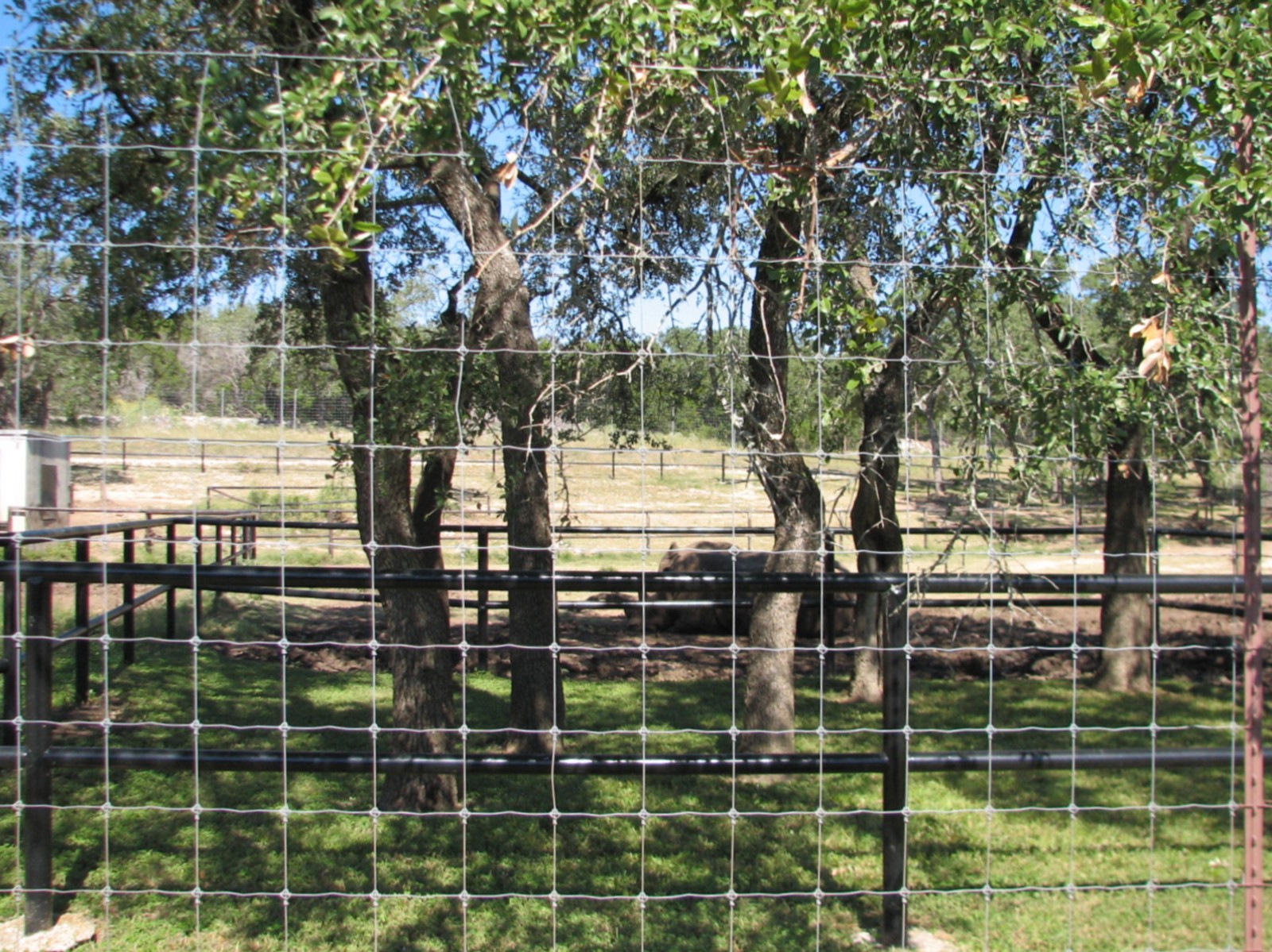Natural Bridge Wildlife Ranch - Special Breeding Facilities - White Rhinoce