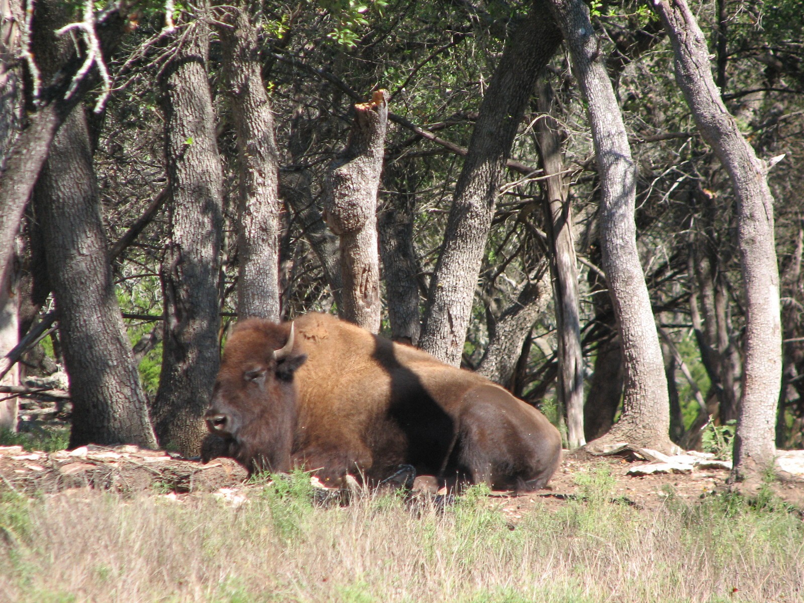 Natural Bridge Wildlife Ranch - Tatonka Range - American Bison