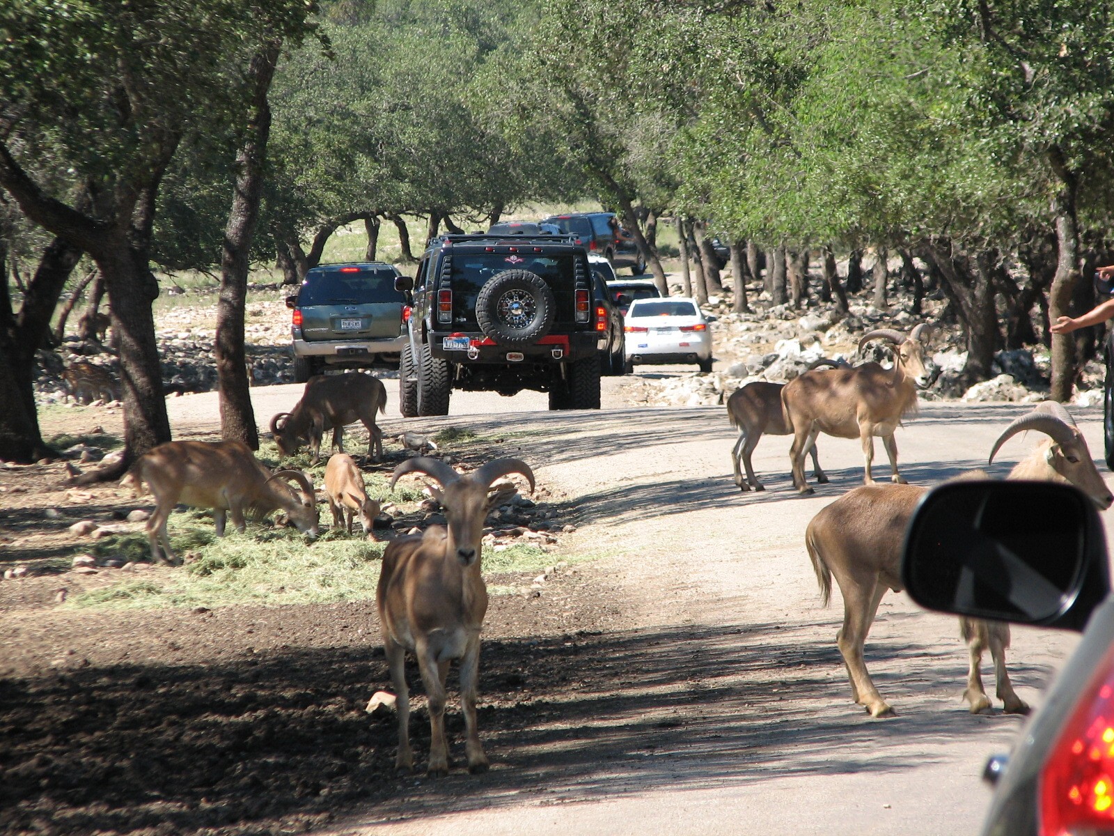 Natural Bridge Wildlife Ranch - Tatonka Range - Aoudad