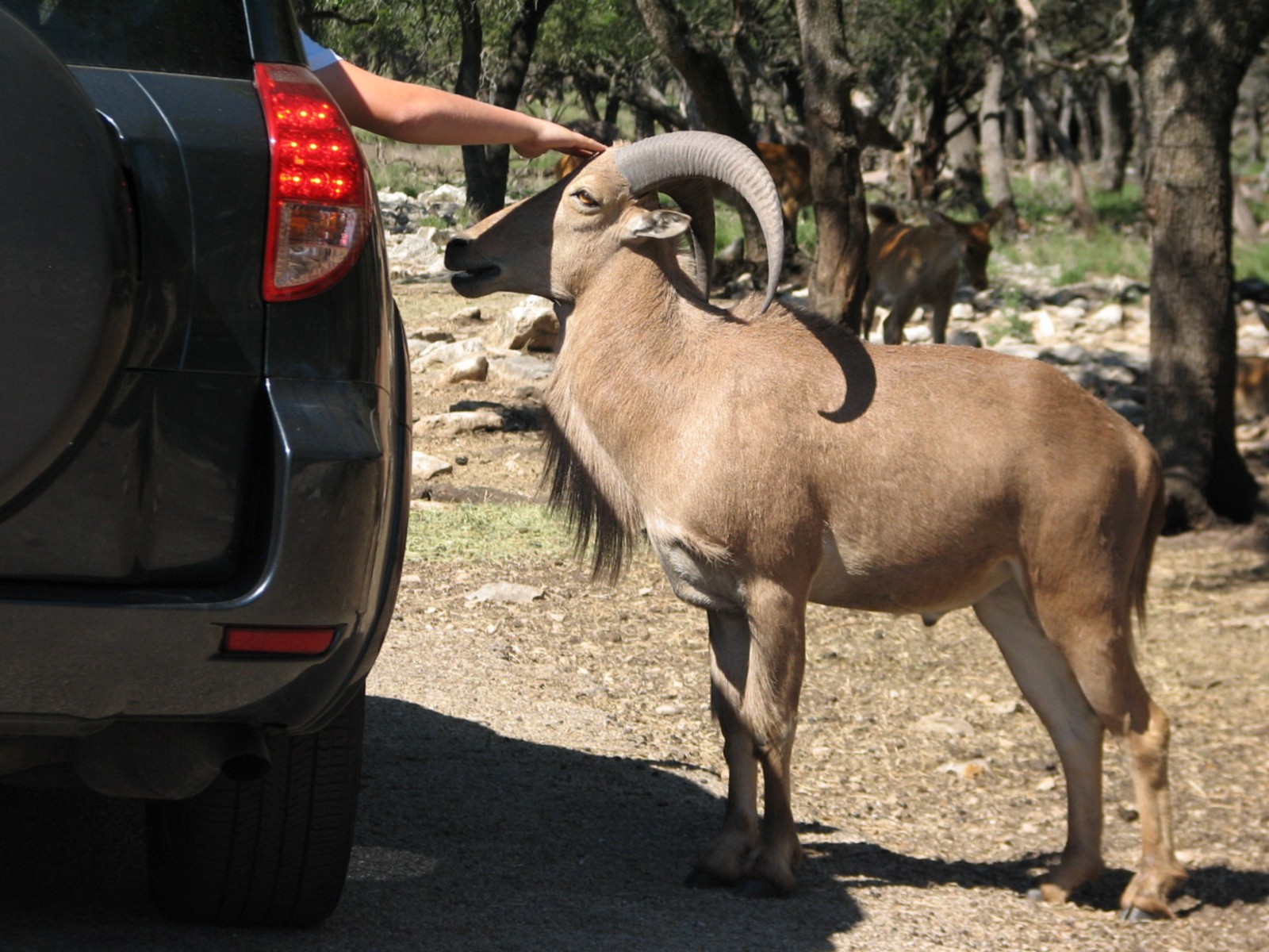 Natural Bridge Wildlife Ranch - Tatonka Range - Aoudad