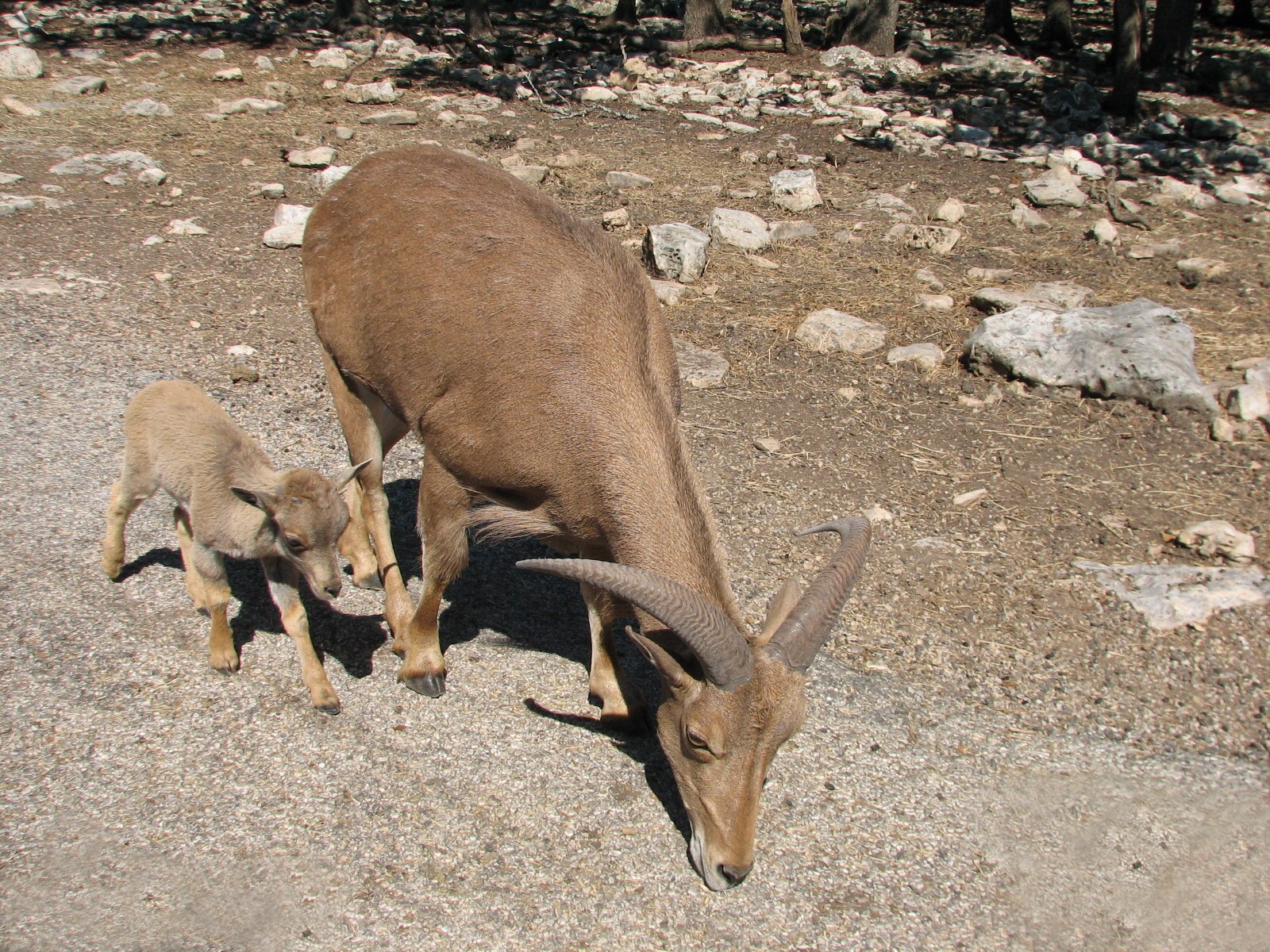 Natural Bridge Wildlife Ranch - Tatonka Range - Aoudad