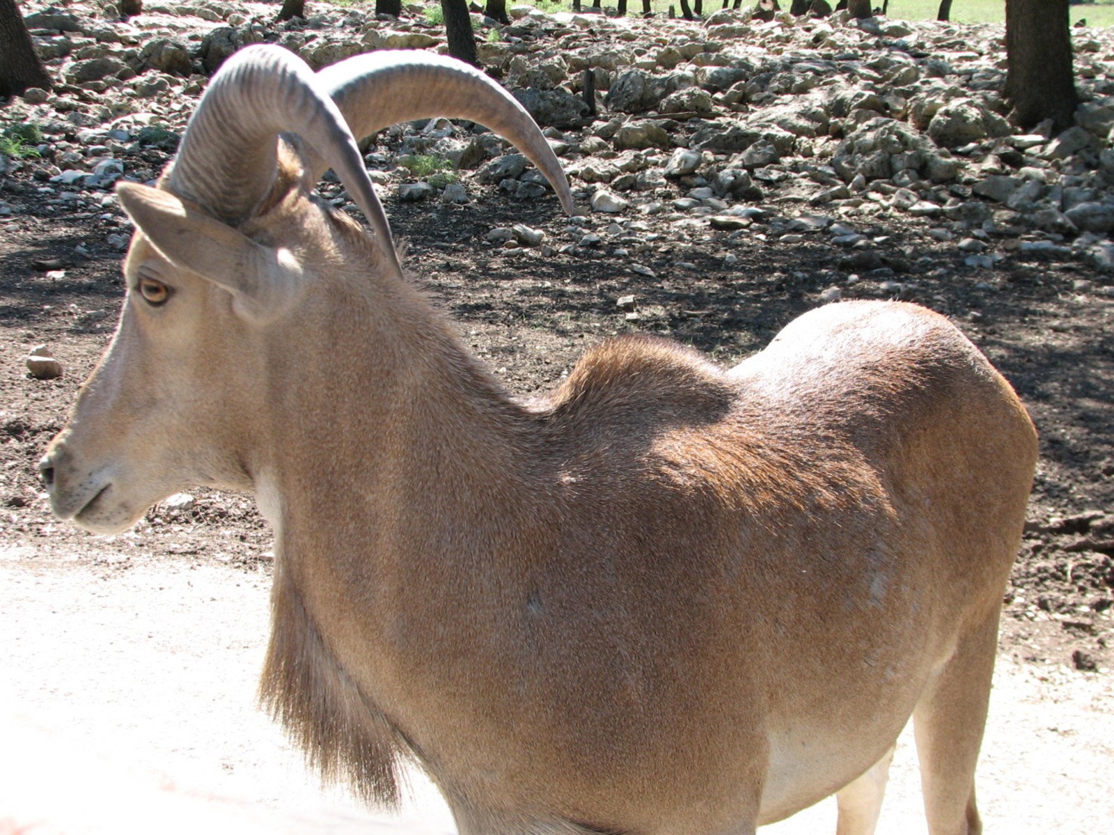 Natural Bridge Wildlife Ranch - Tatonka Range - Aoudad