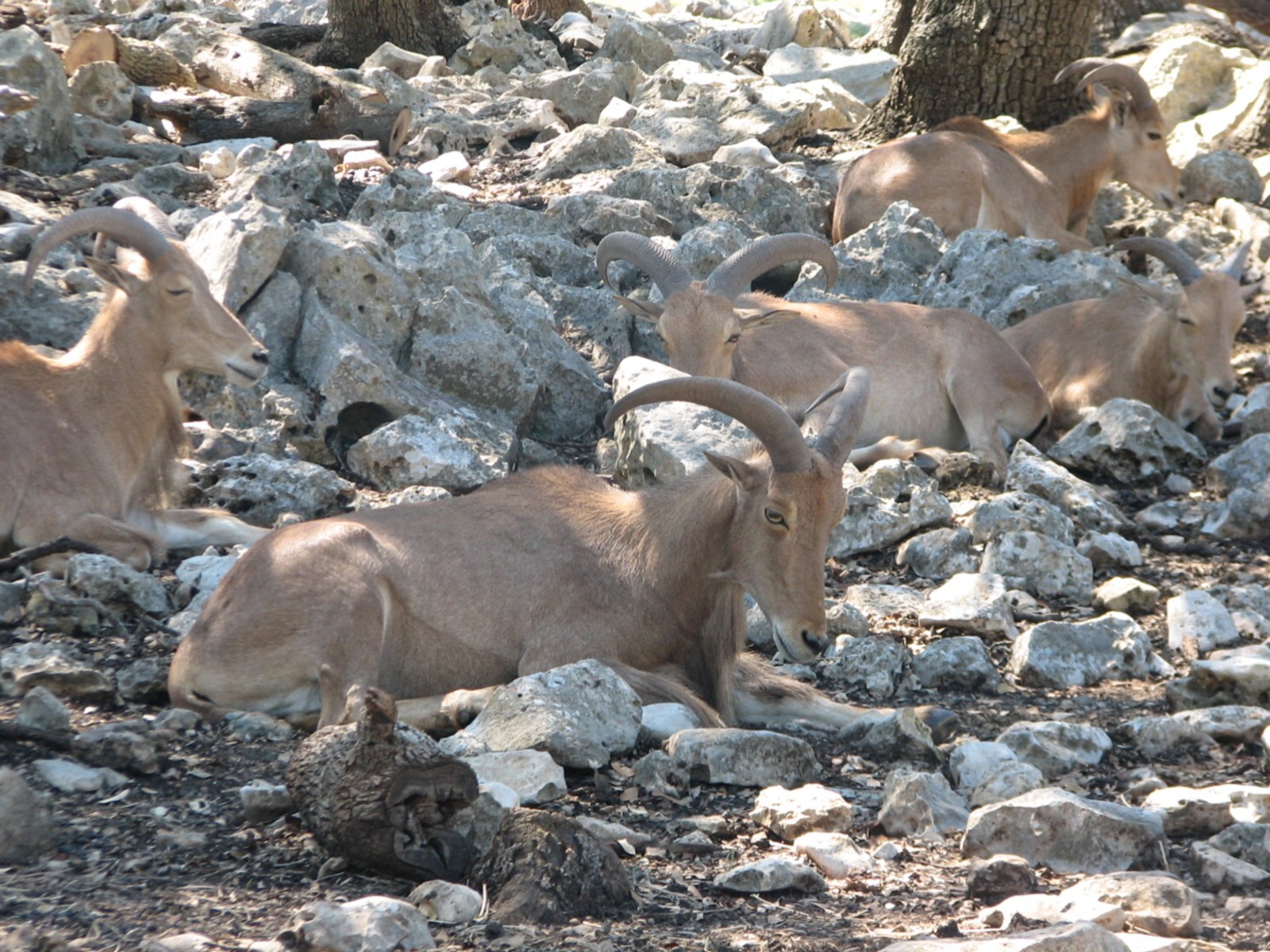 Natural Bridge Wildlife Ranch - Tatonka Range - Aoudad