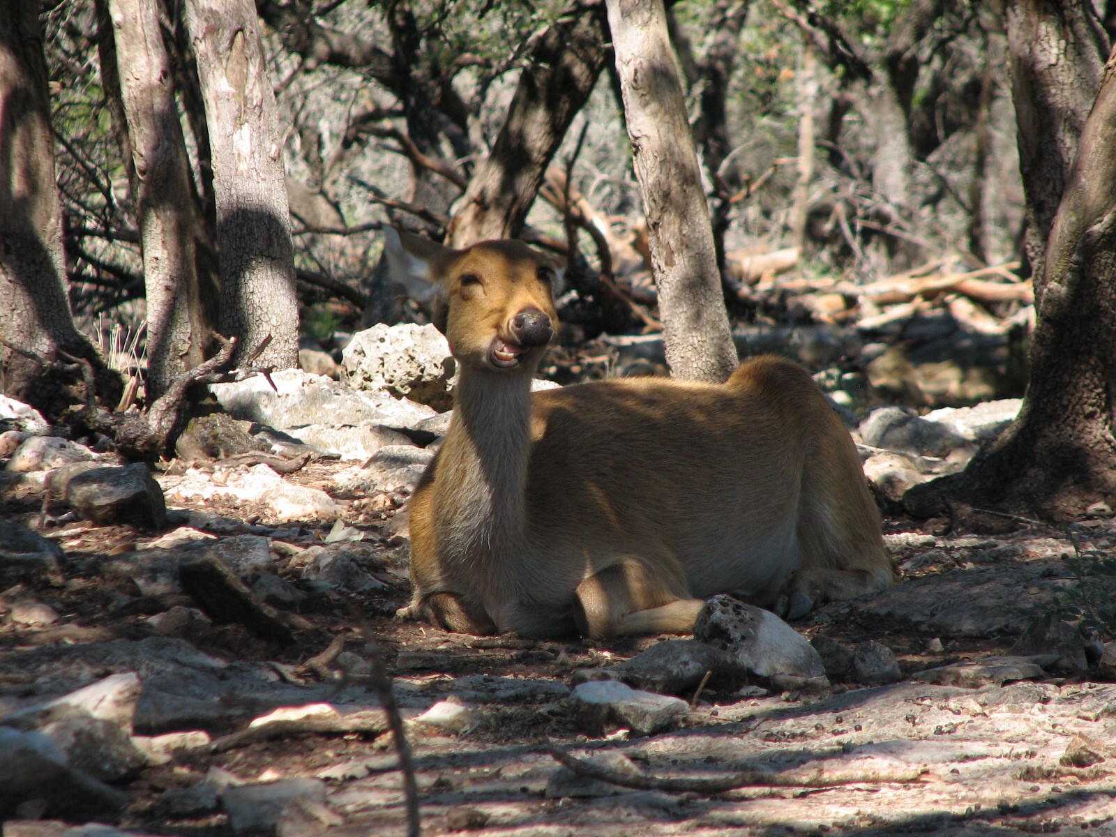 Natural Bridge Wildlife Ranch - Tatonka Range - Barasingha