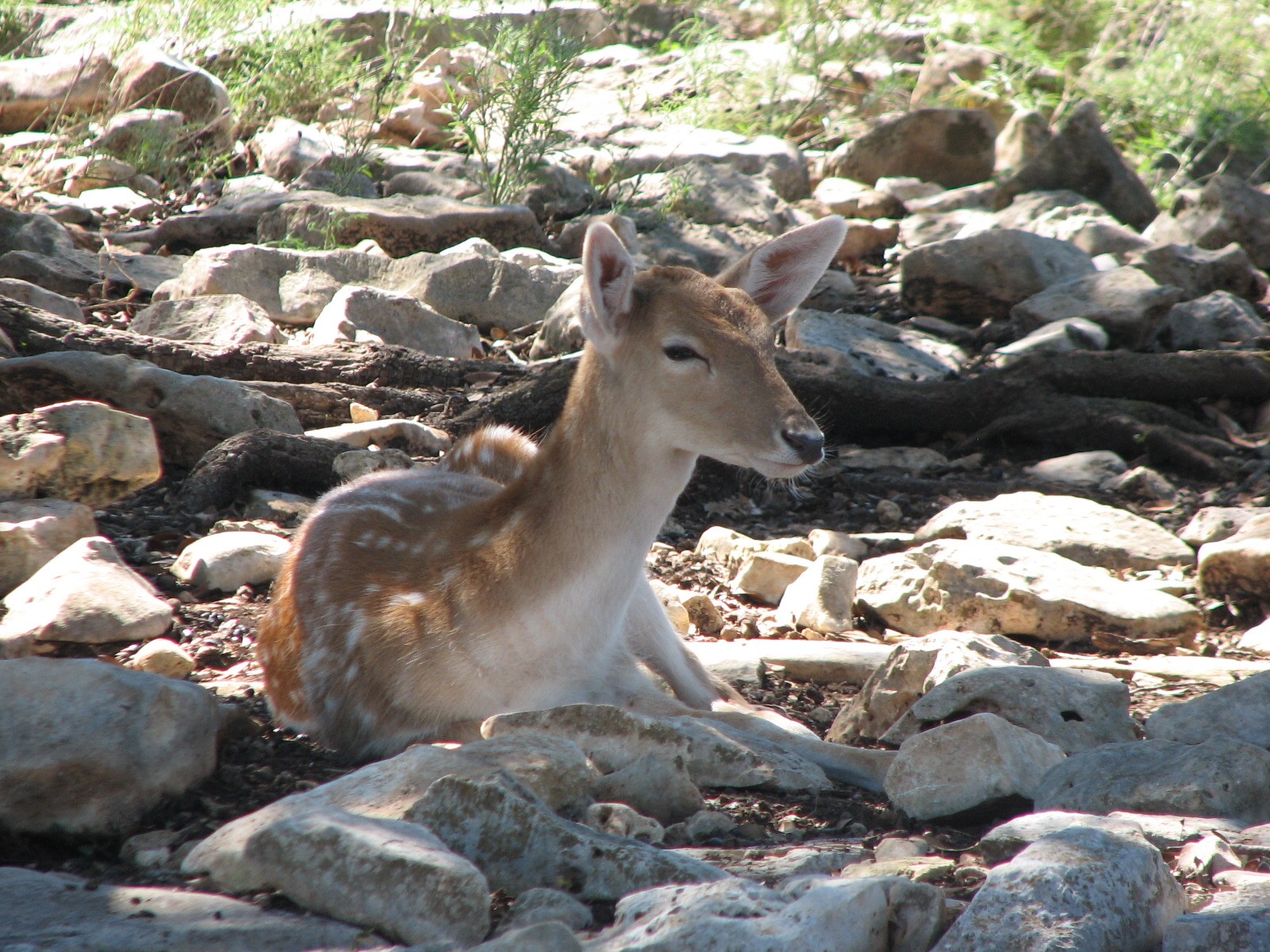 Natural Bridge Wildlife Ranch - Tatonka Range - Fallow Deer?