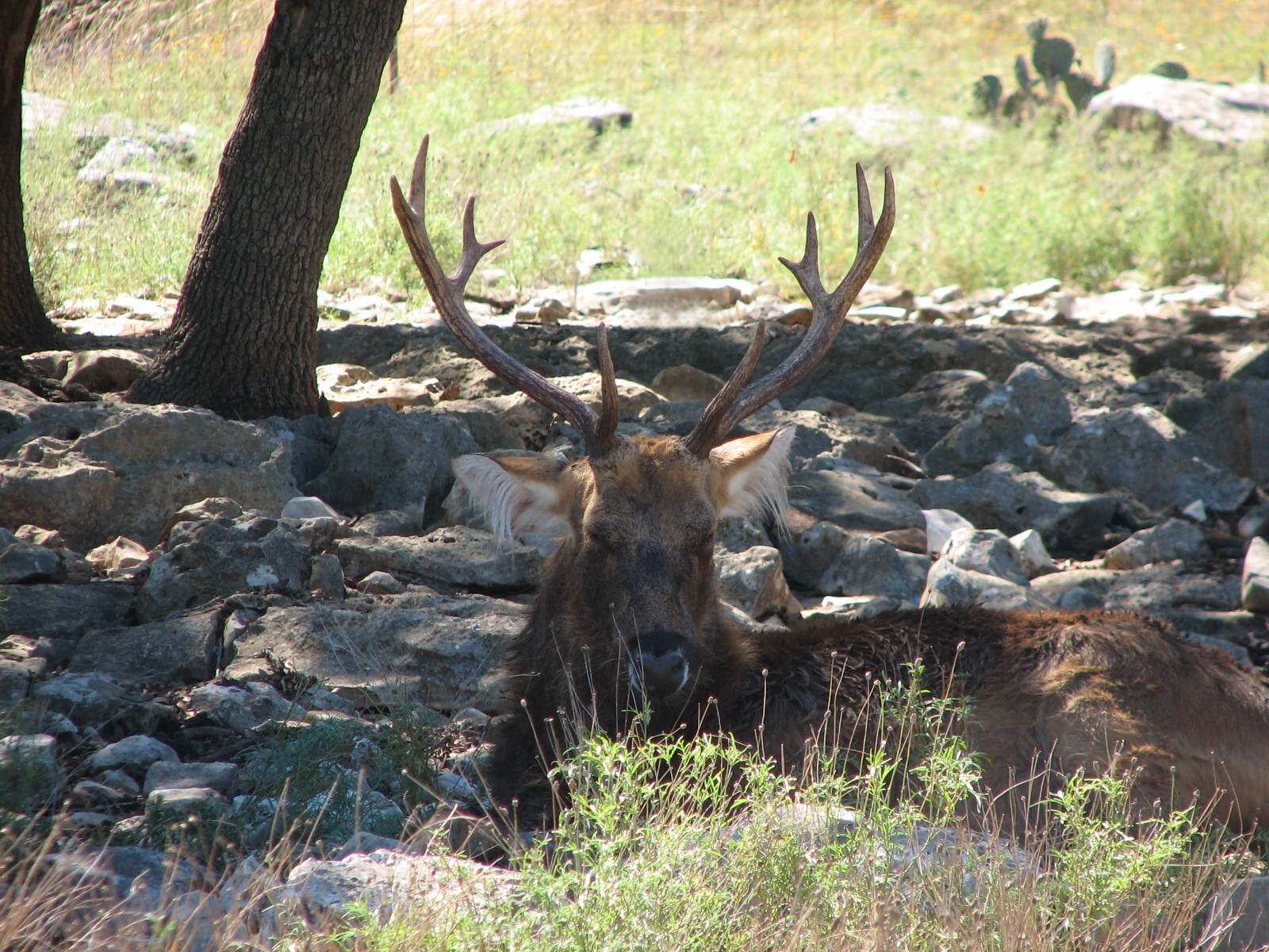 Natural Bridge Wildlife Ranch - Tatonka Range - Formosan Sika?