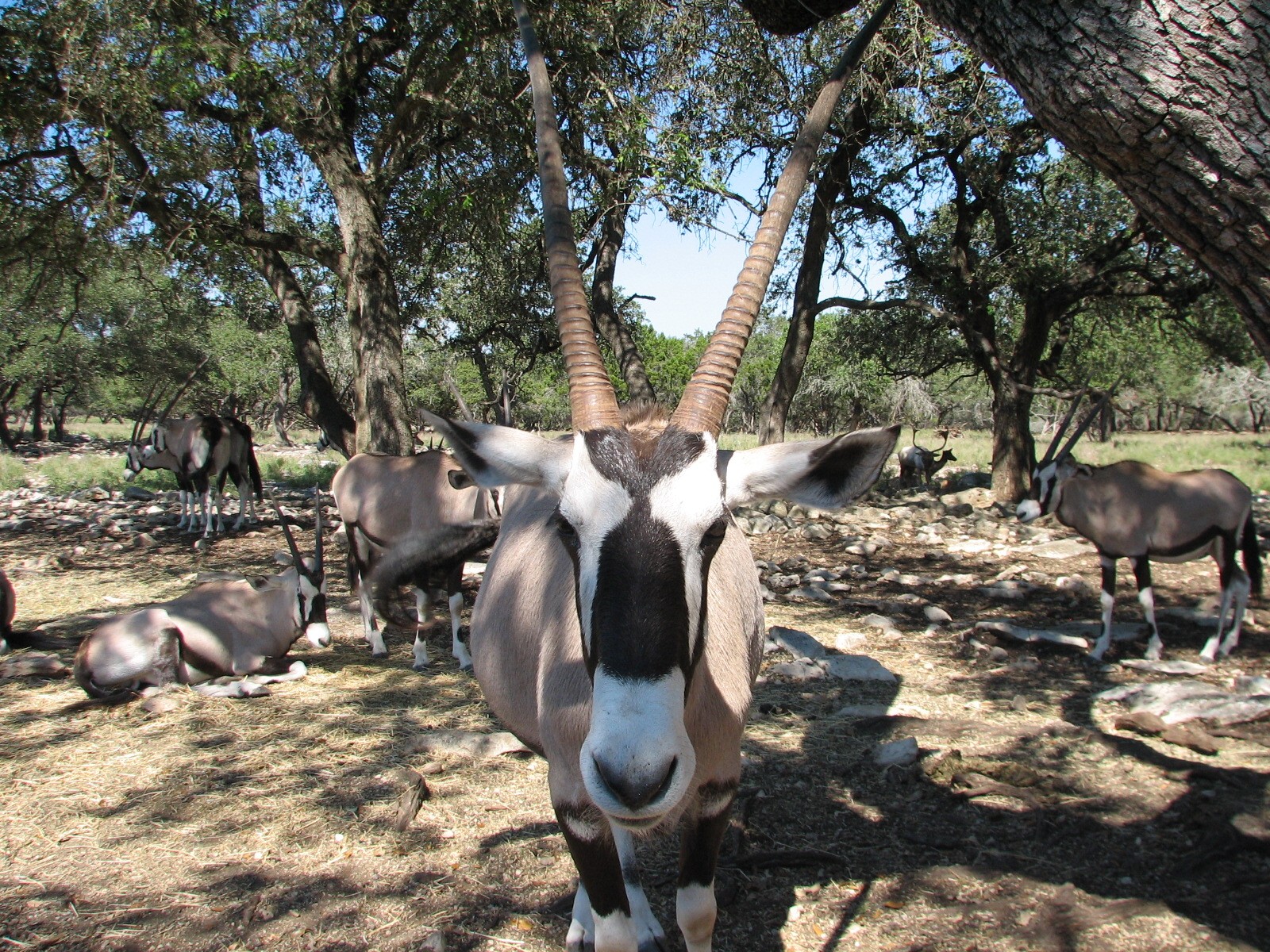 Natural Bridge Wildlife Ranch - Tatonka Range - Gemsbok