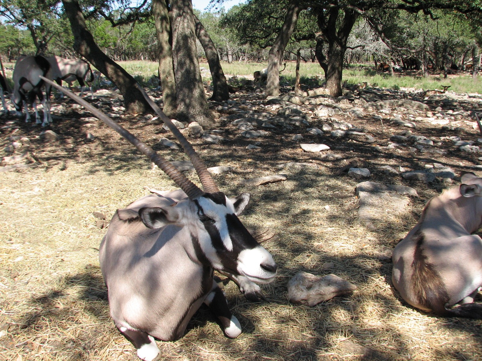 Natural Bridge Wildlife Ranch - Tatonka Range - Gemsbok