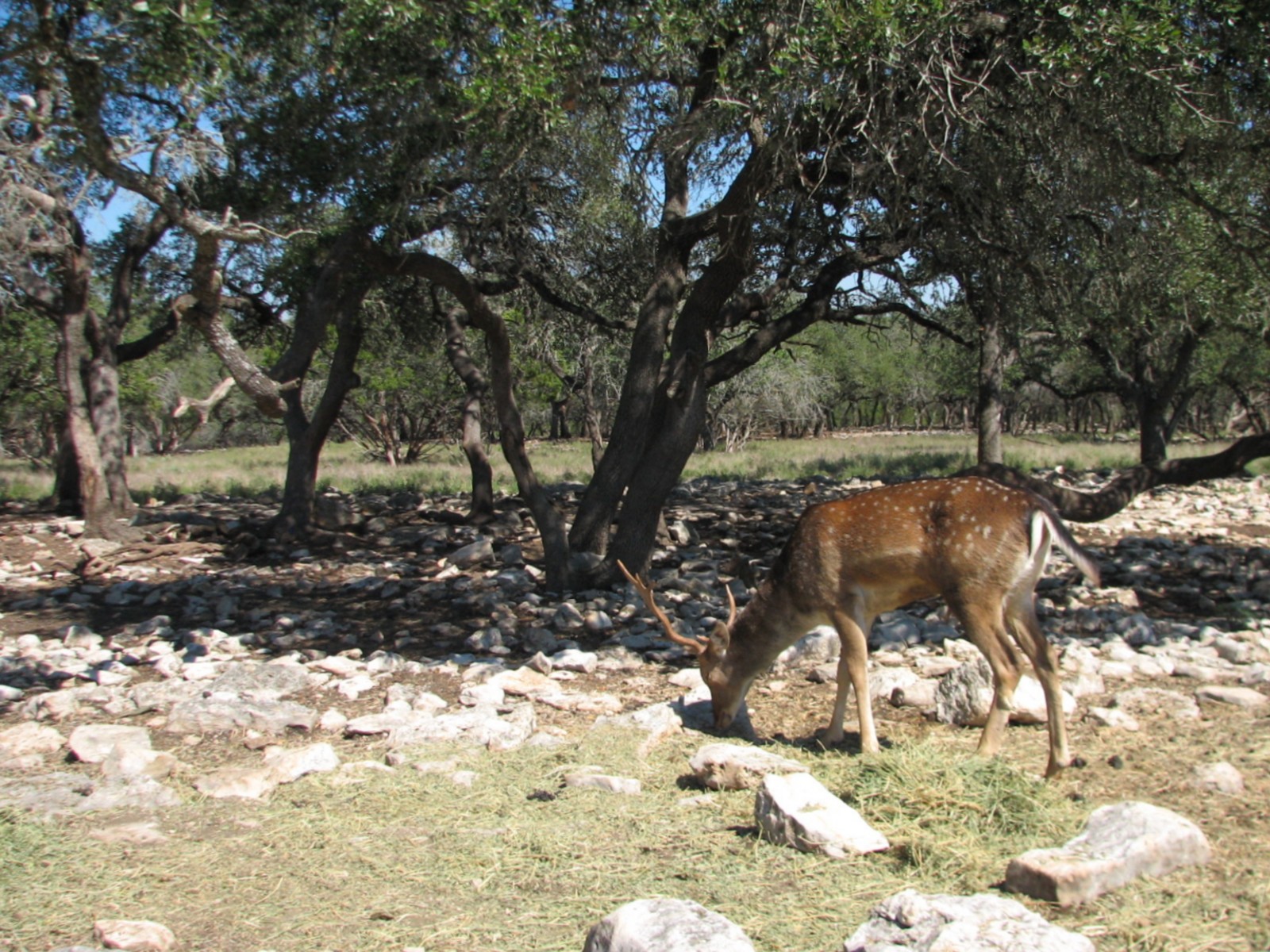 Natural Bridge Wildlife Ranch - Tatonka Range - Japanese Sika?