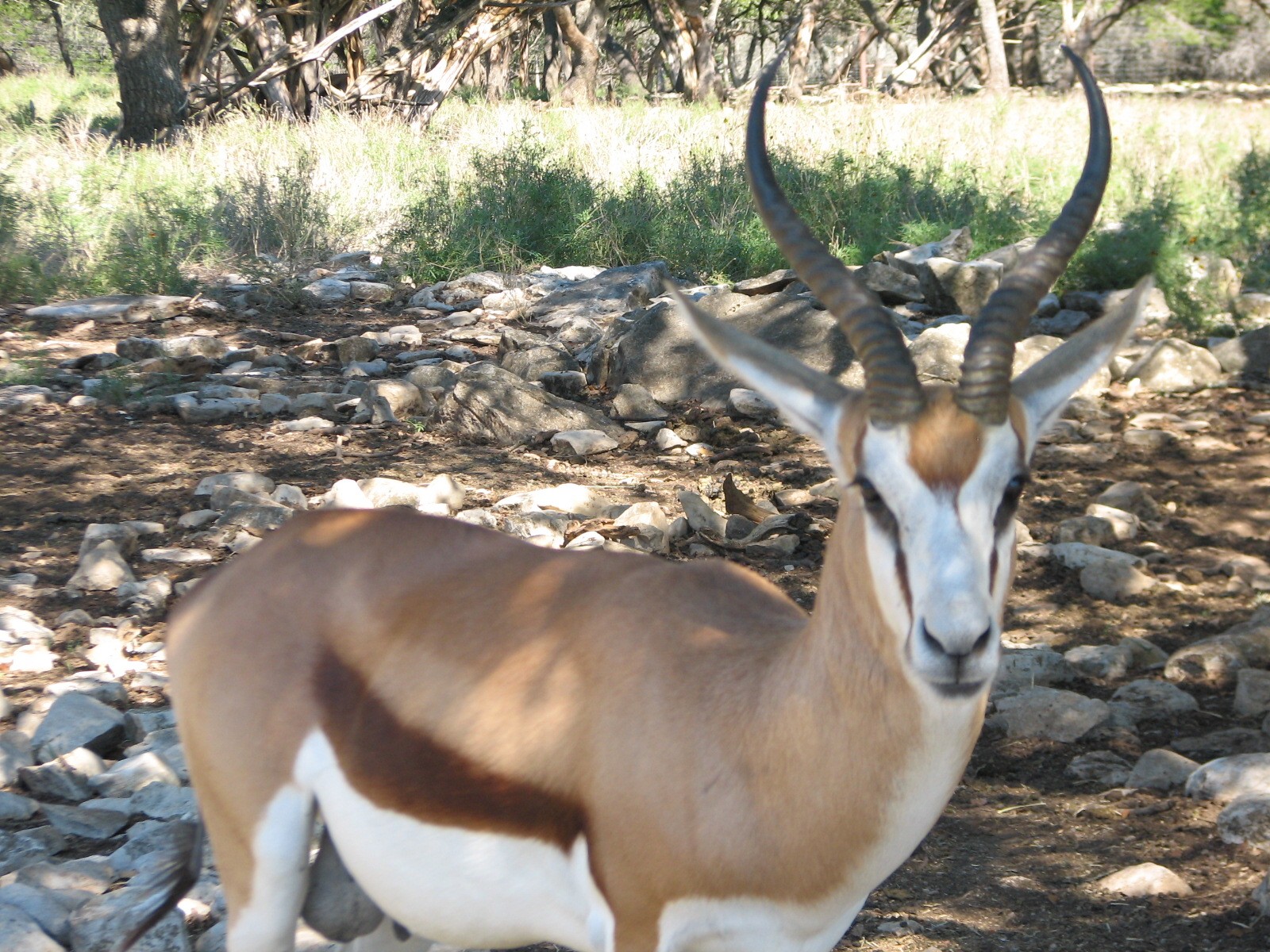 Natural Bridge Wildlife Ranch - Tatonka Range - Springbok